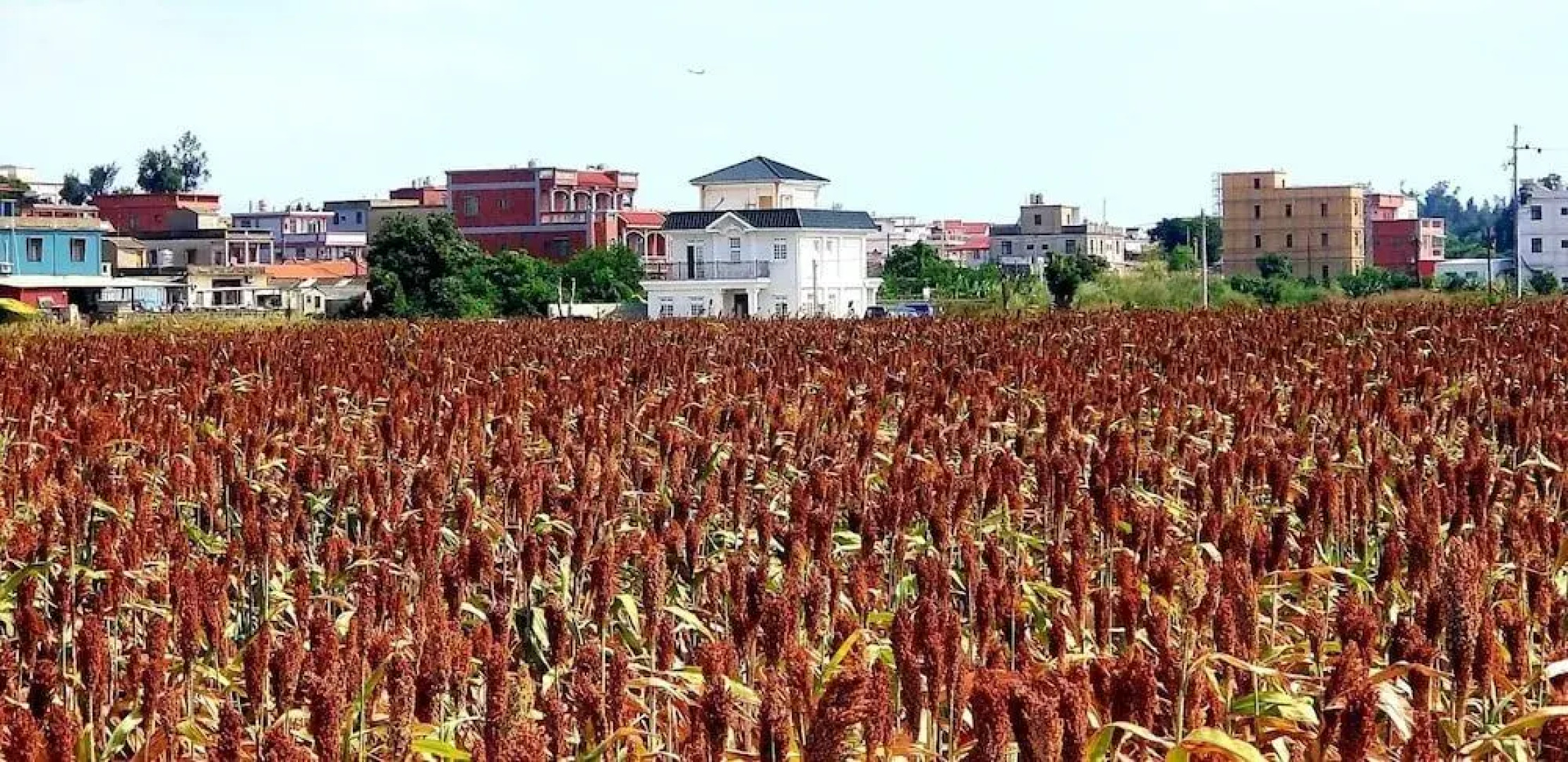 Sea & Wind Rose Villa