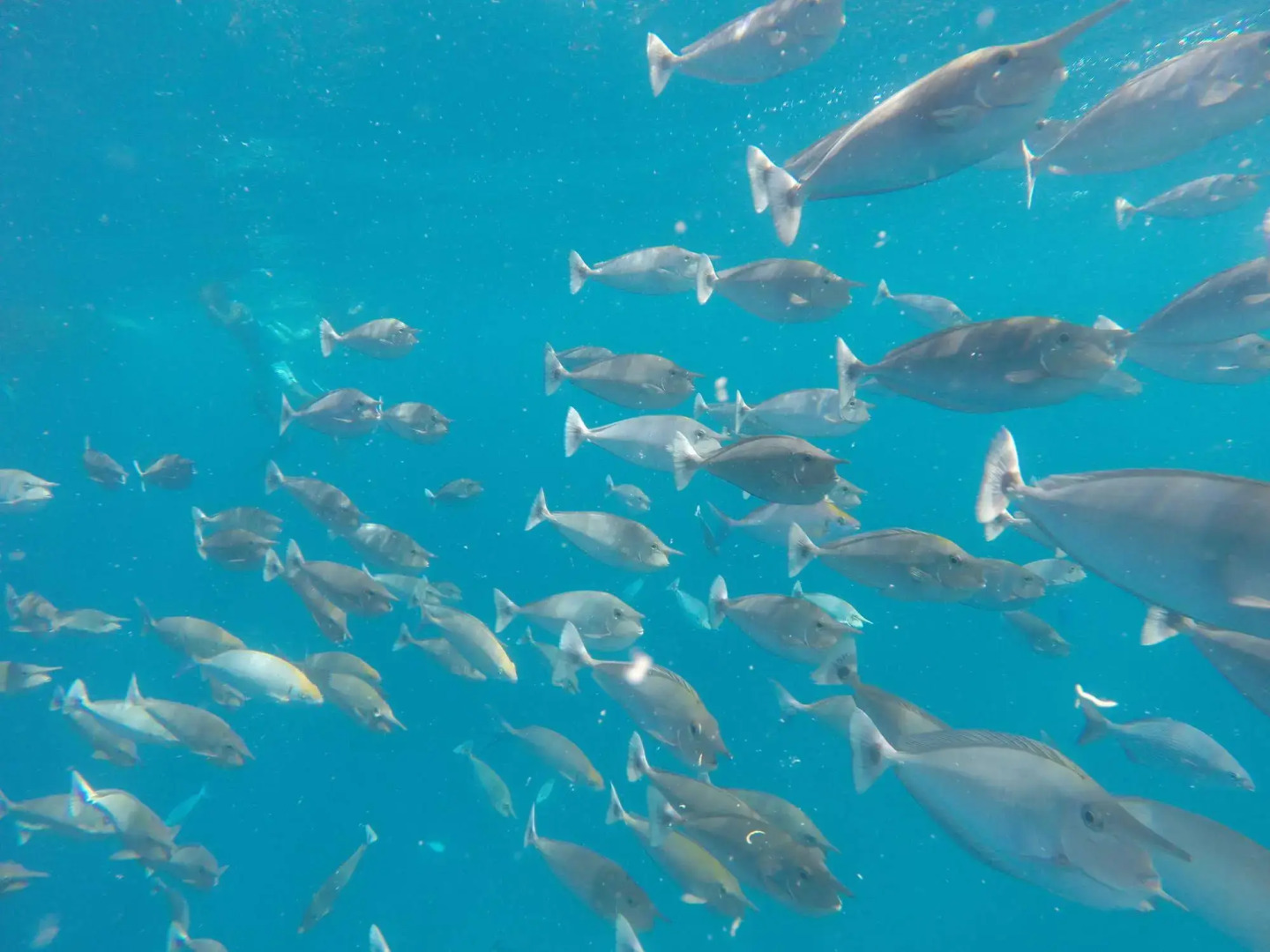 White Sand Lodge at Maafushi