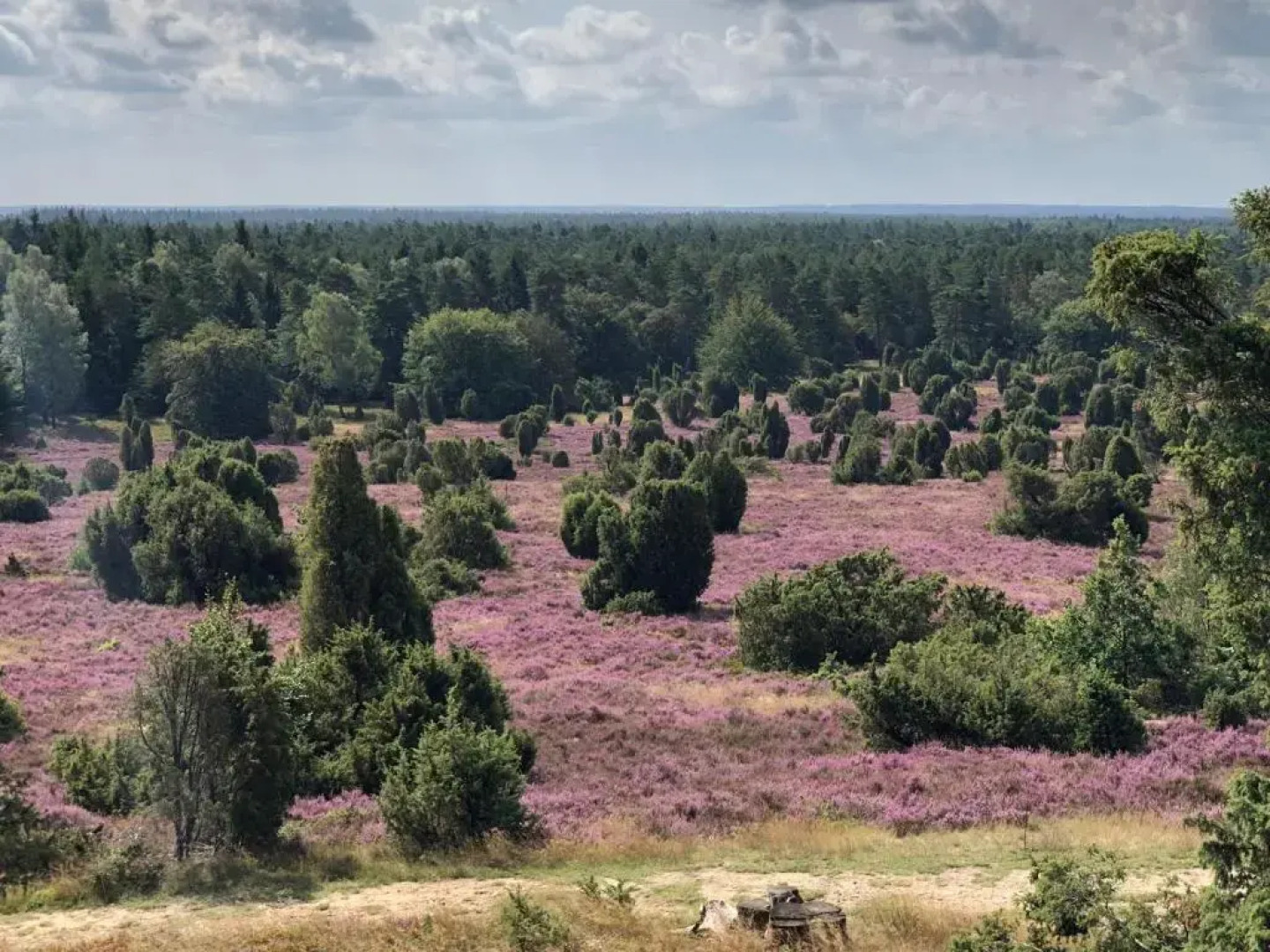 Heidetraum in der Pension Heidetraum