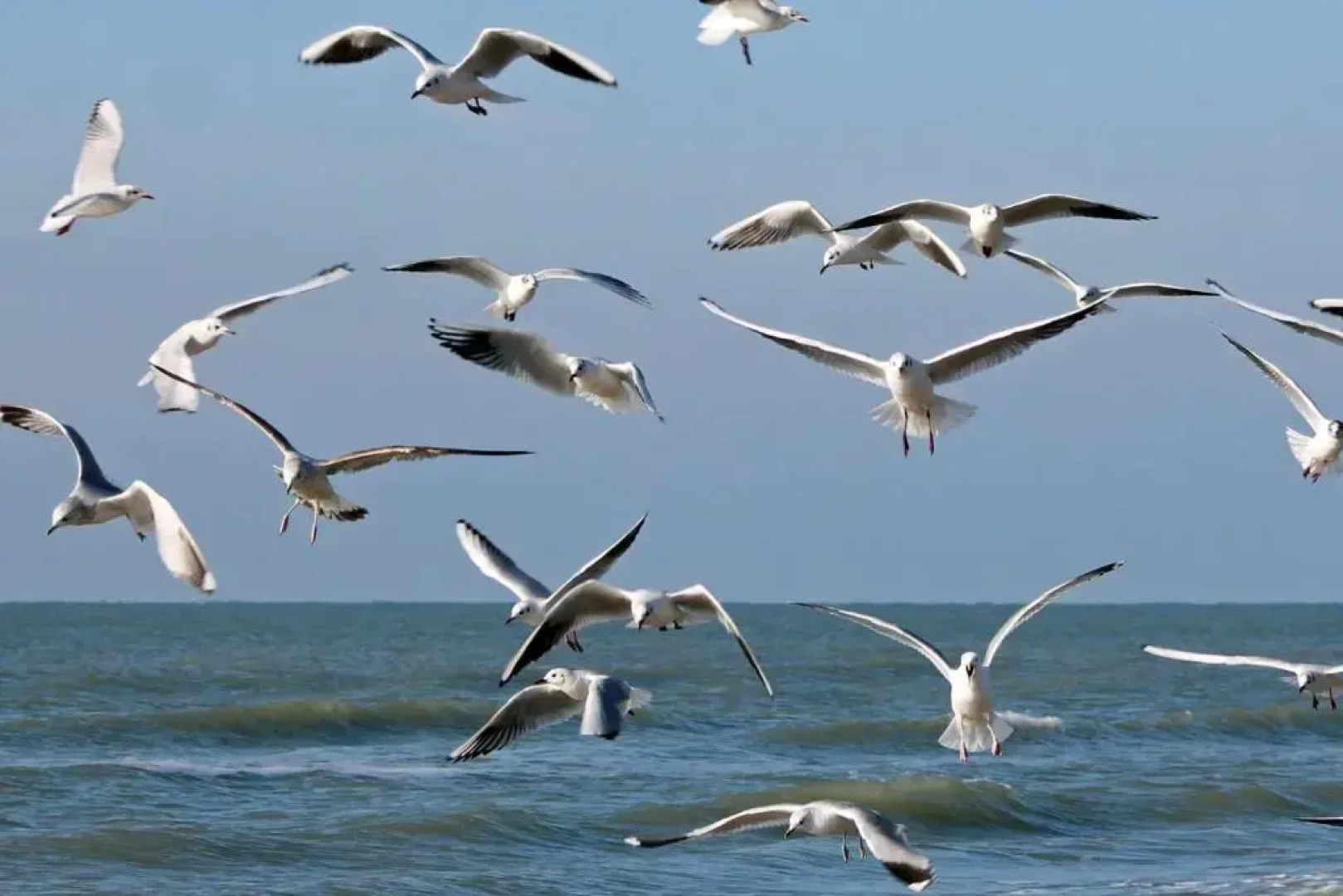 vakantiehuisje "De Blaauboer"