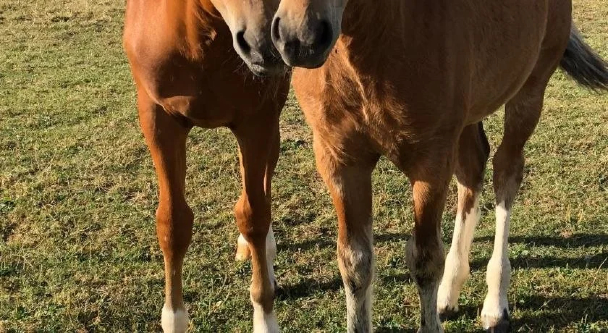 Hôtel Restaurant Le Cavalier