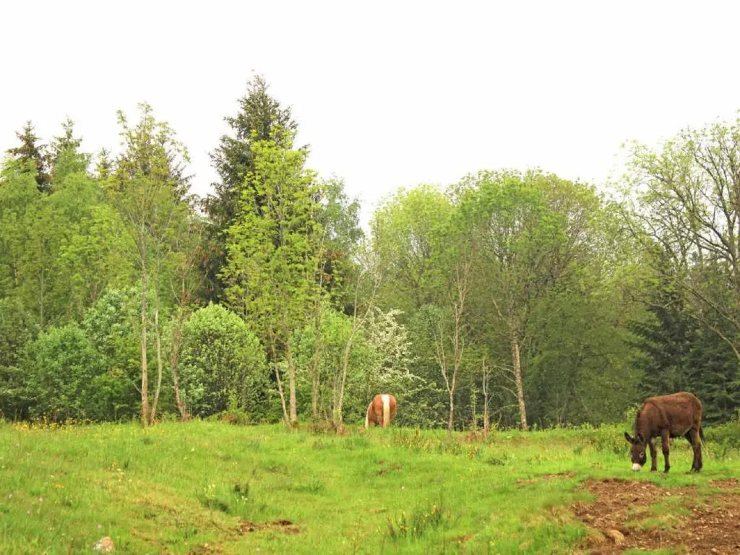 Gîte Lavoine, 5 pièces, 6 personnes - FR-1-489-332