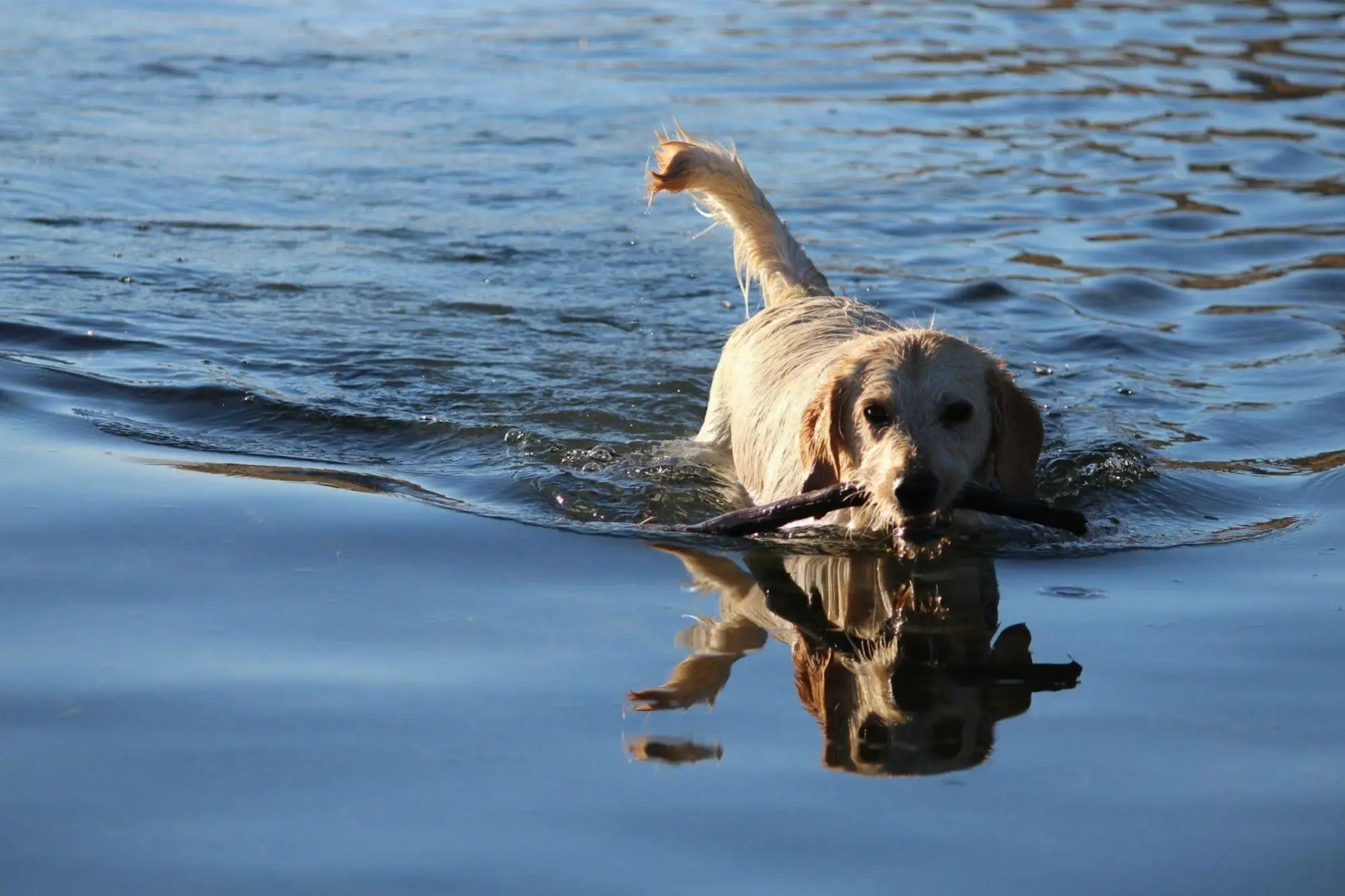 Wanaka Berry Farm and B&B