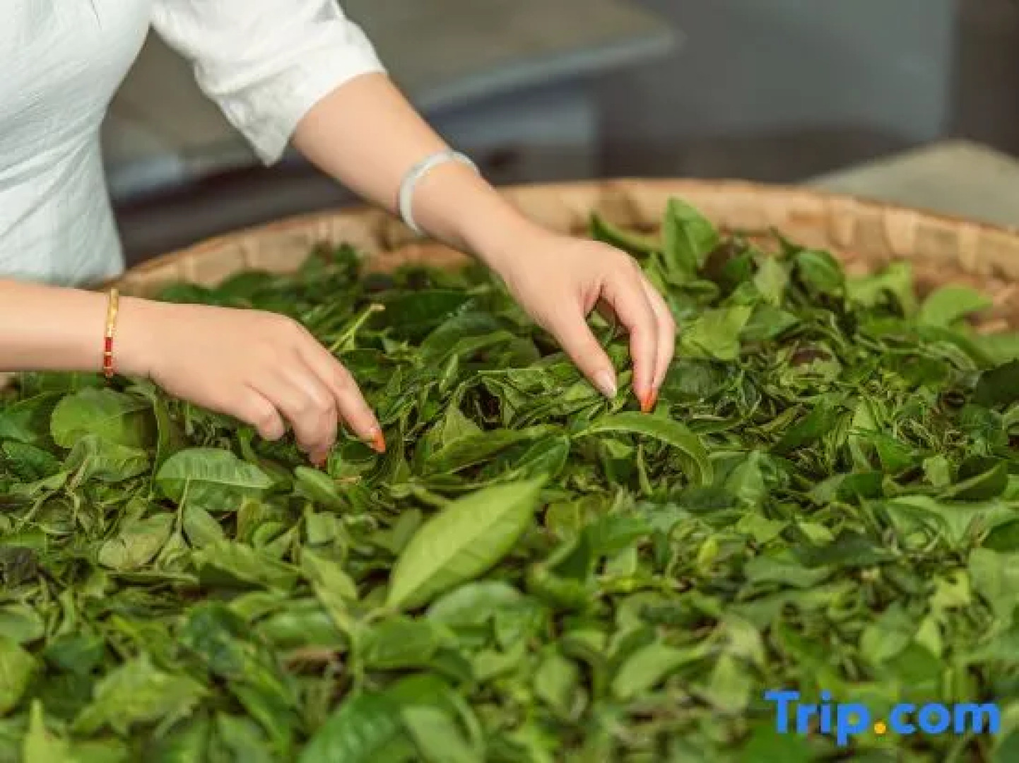 Pu'er Tea Garden Resort Hotel(Pu'er Tea Expo Garden)