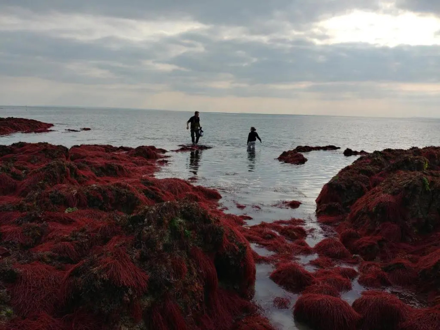 Maison de vacances 3 chambres à 400 m de la plage Kairon - Saint Pair sur mer