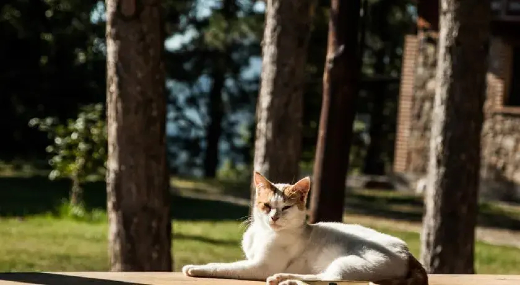 La Taverna dei Briganti