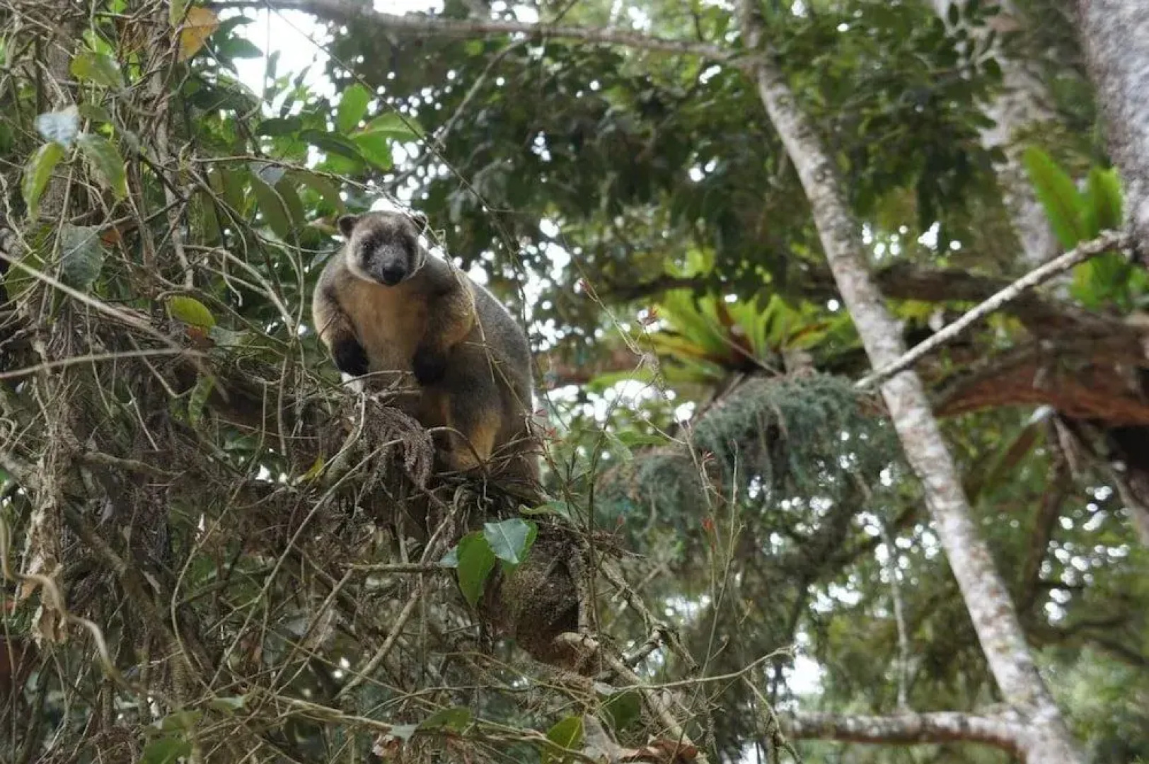Rose Gums Wilderness Retreat