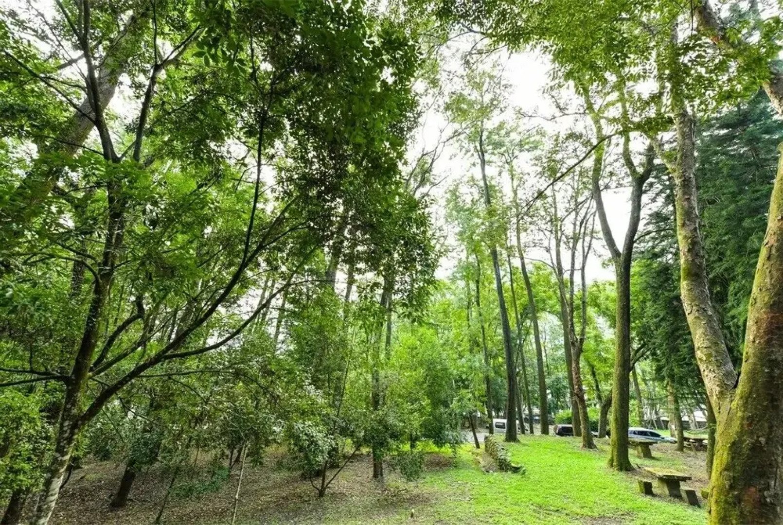 Chanshuo Forestville