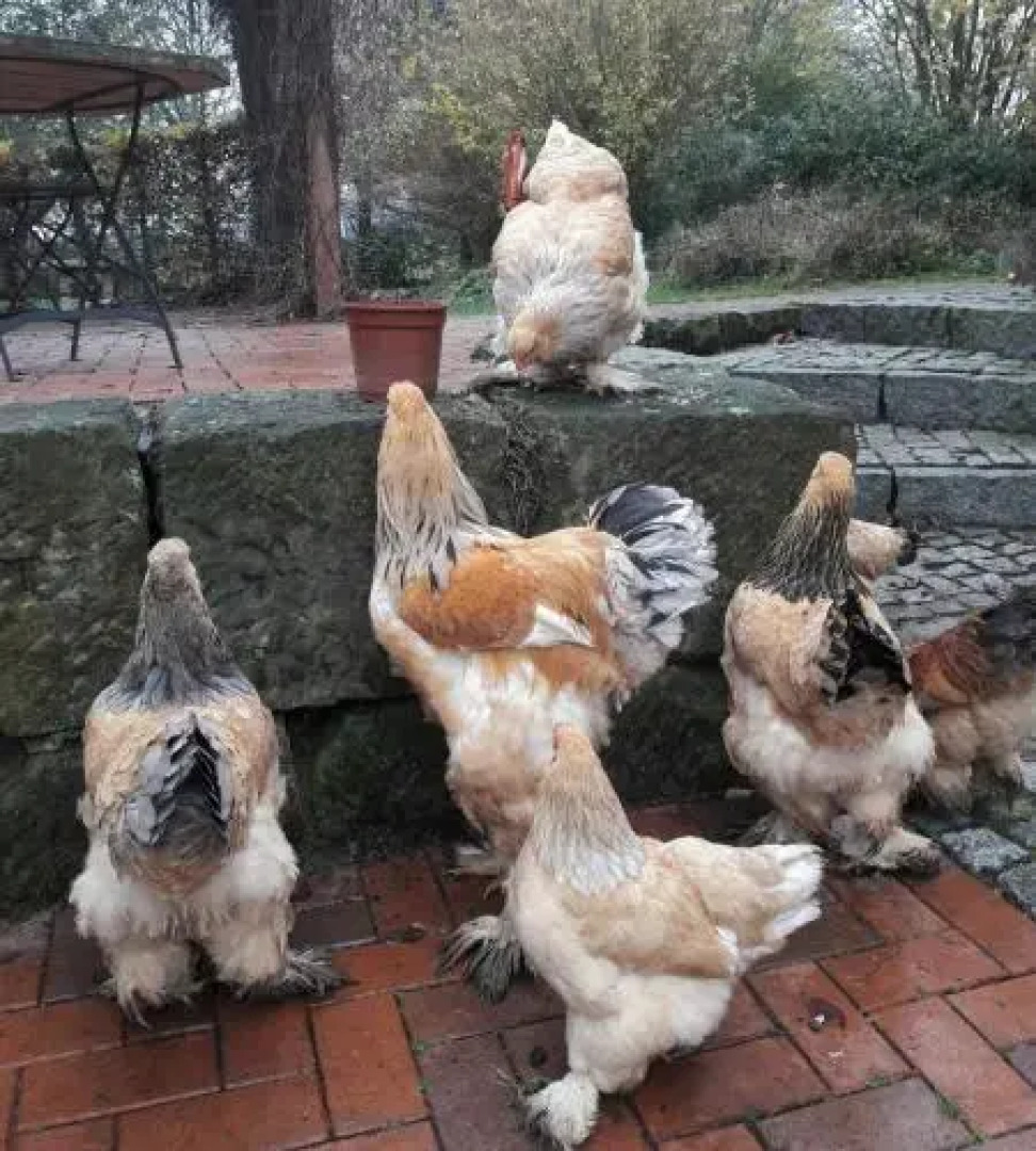 No.5 - Ferienwohnung Schkade