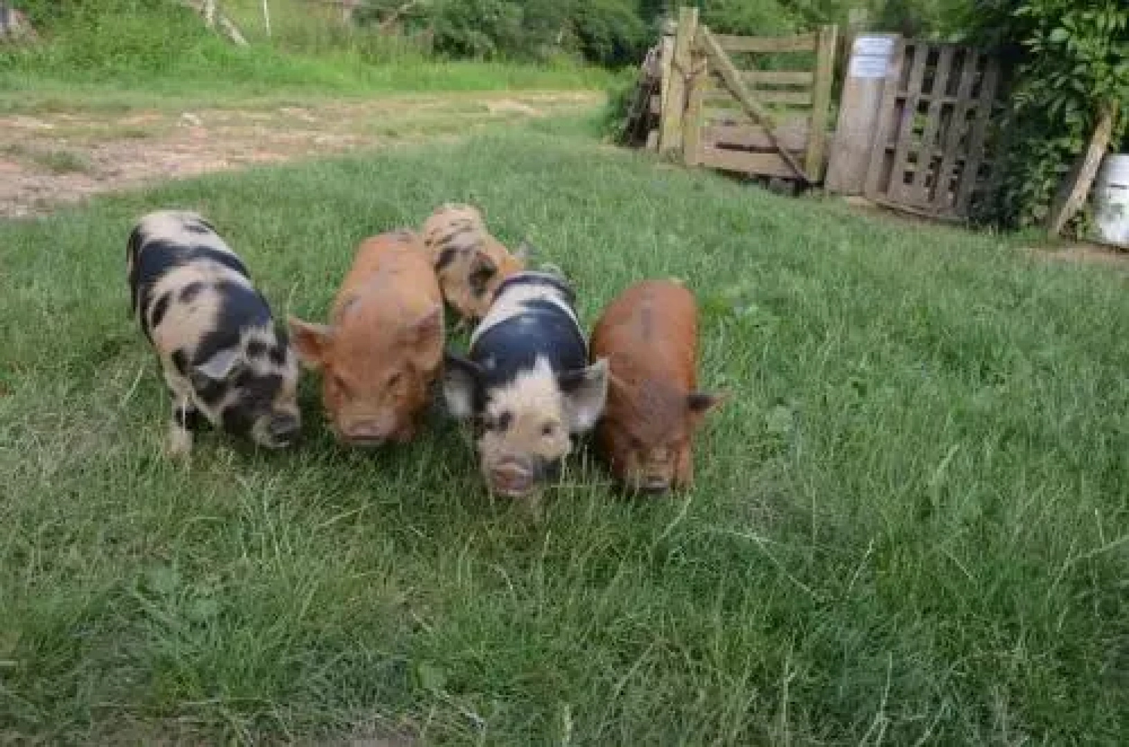 Holiday Home U Černých Ovcí