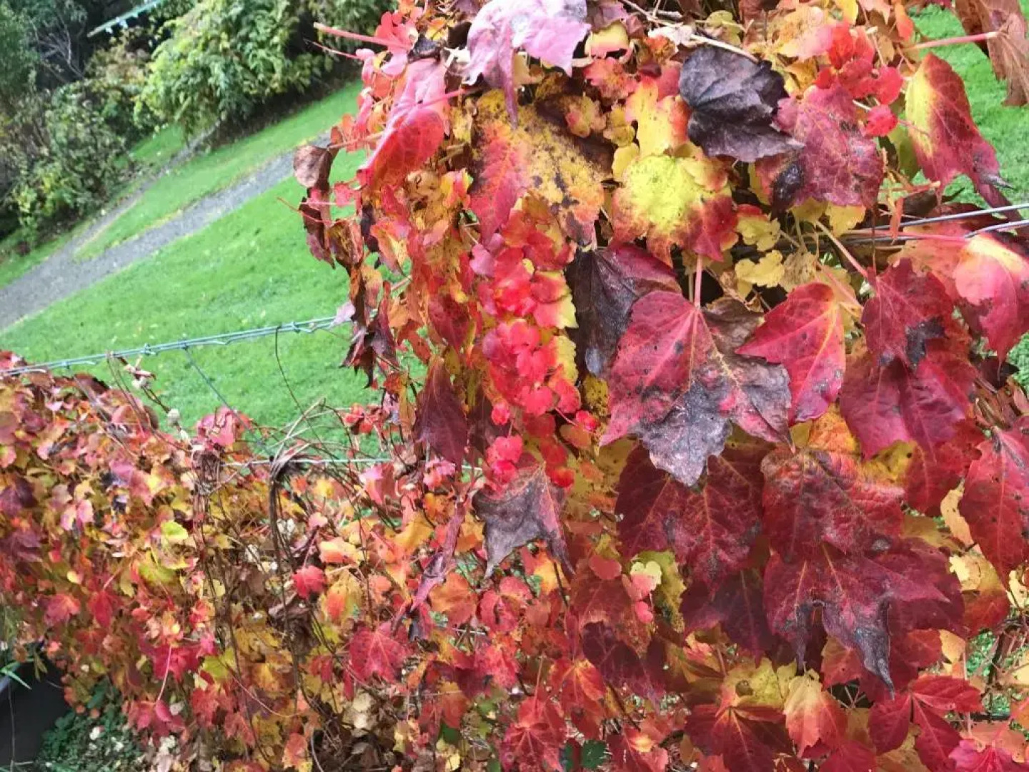 Goldberryaccommodation