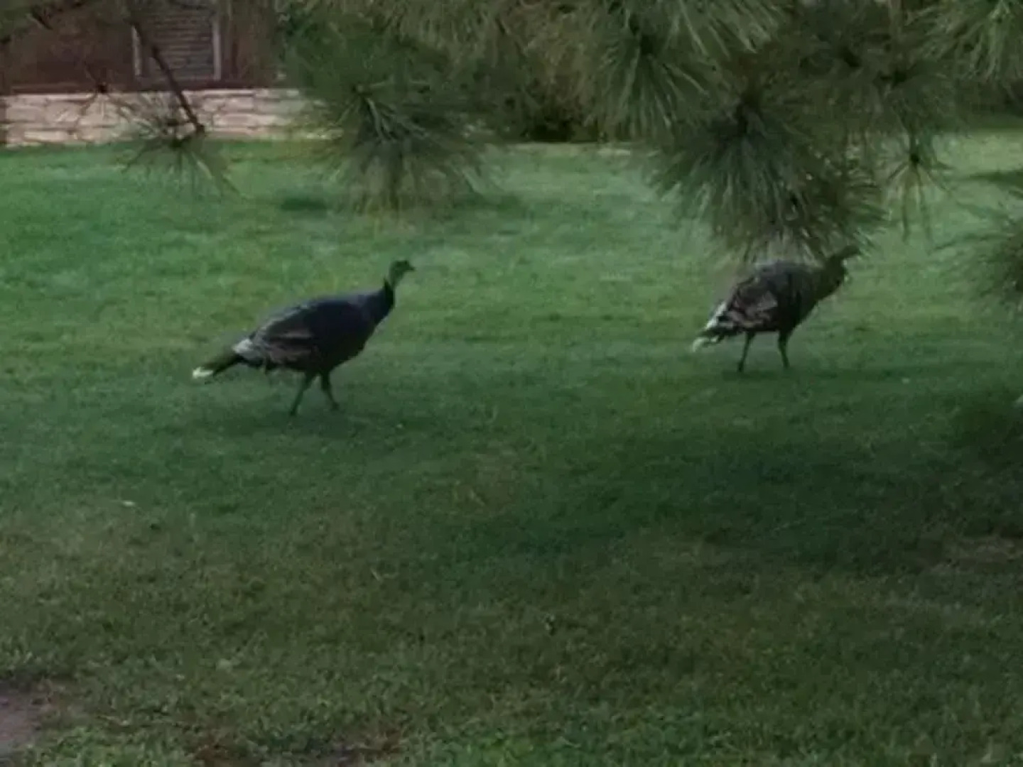 Pine Vista 3 Br Home by RedAwning