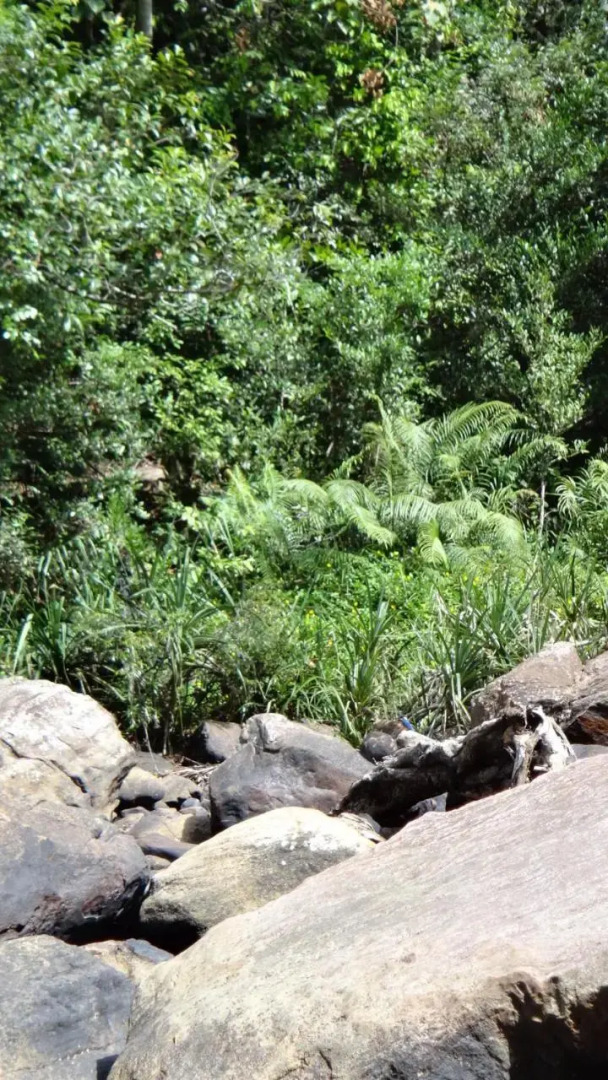 Rural Jungle Backpackers Hostel