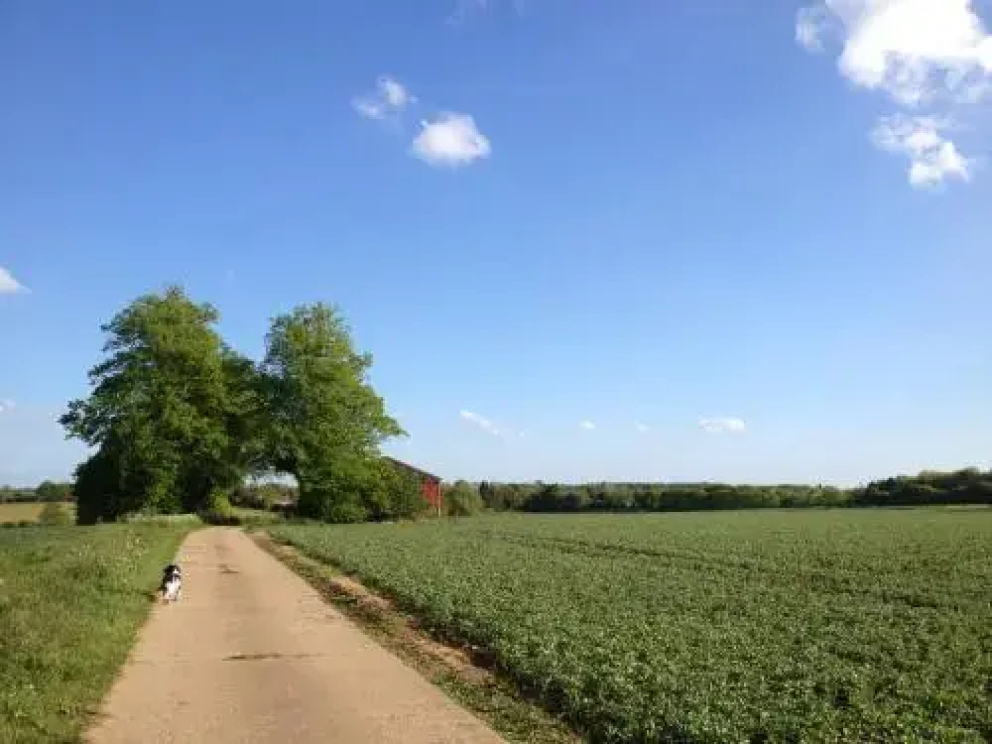 The Old Piggery Guest House & Yurts