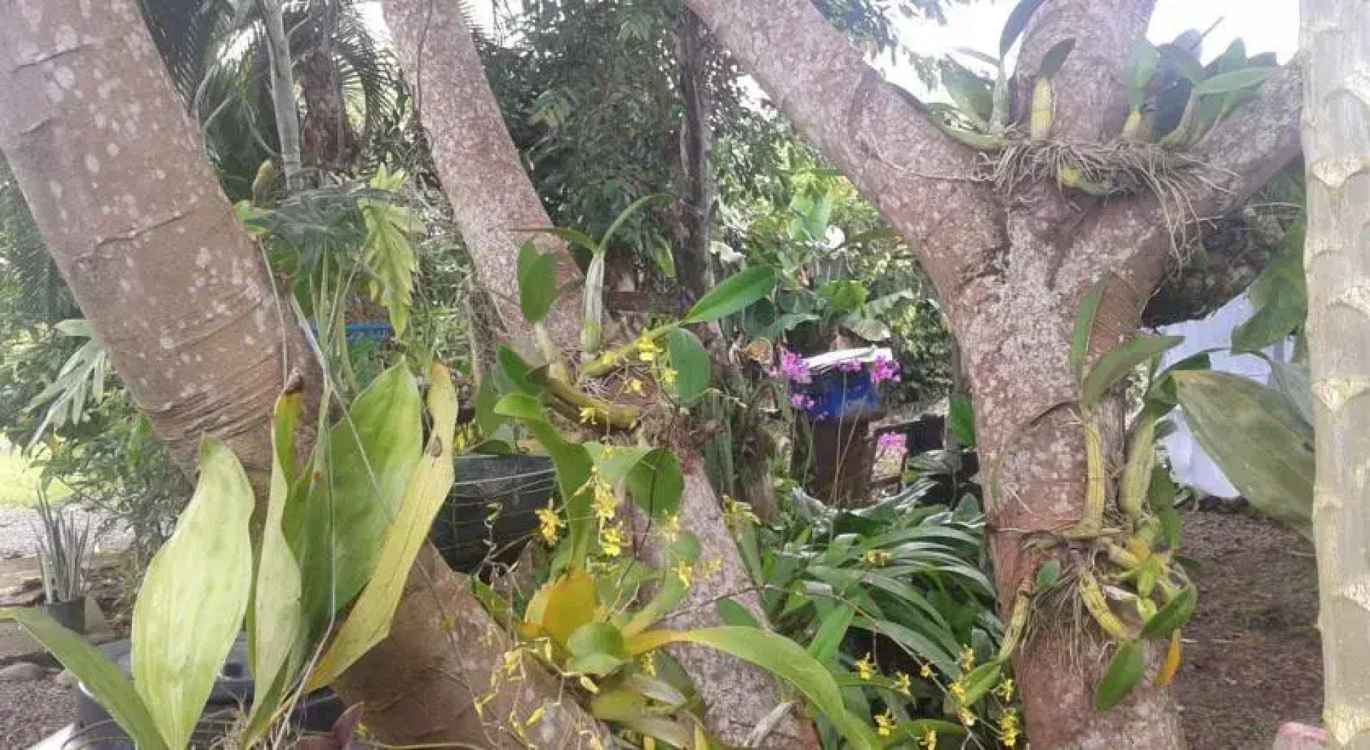 Cabinas los Almendros