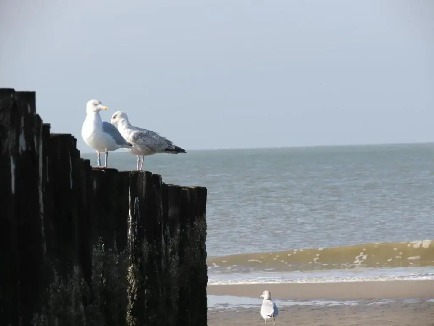 Hotel De Vier Seizoenen