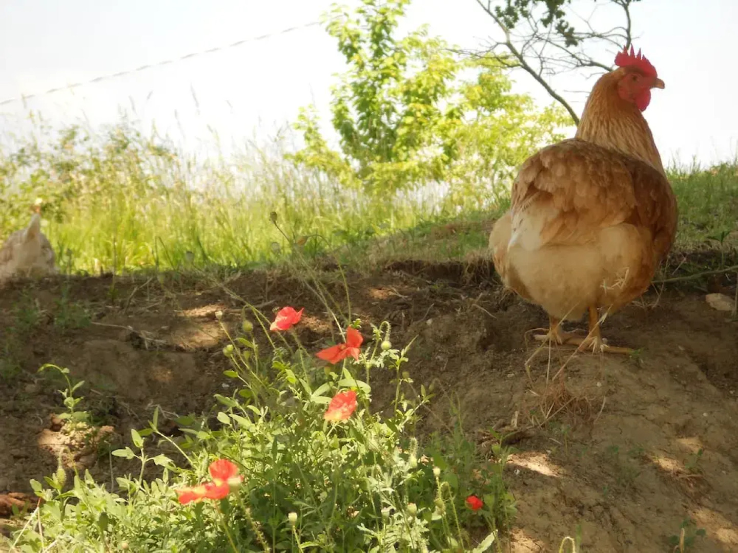 Agriturismo L'Isola Che Non C'era