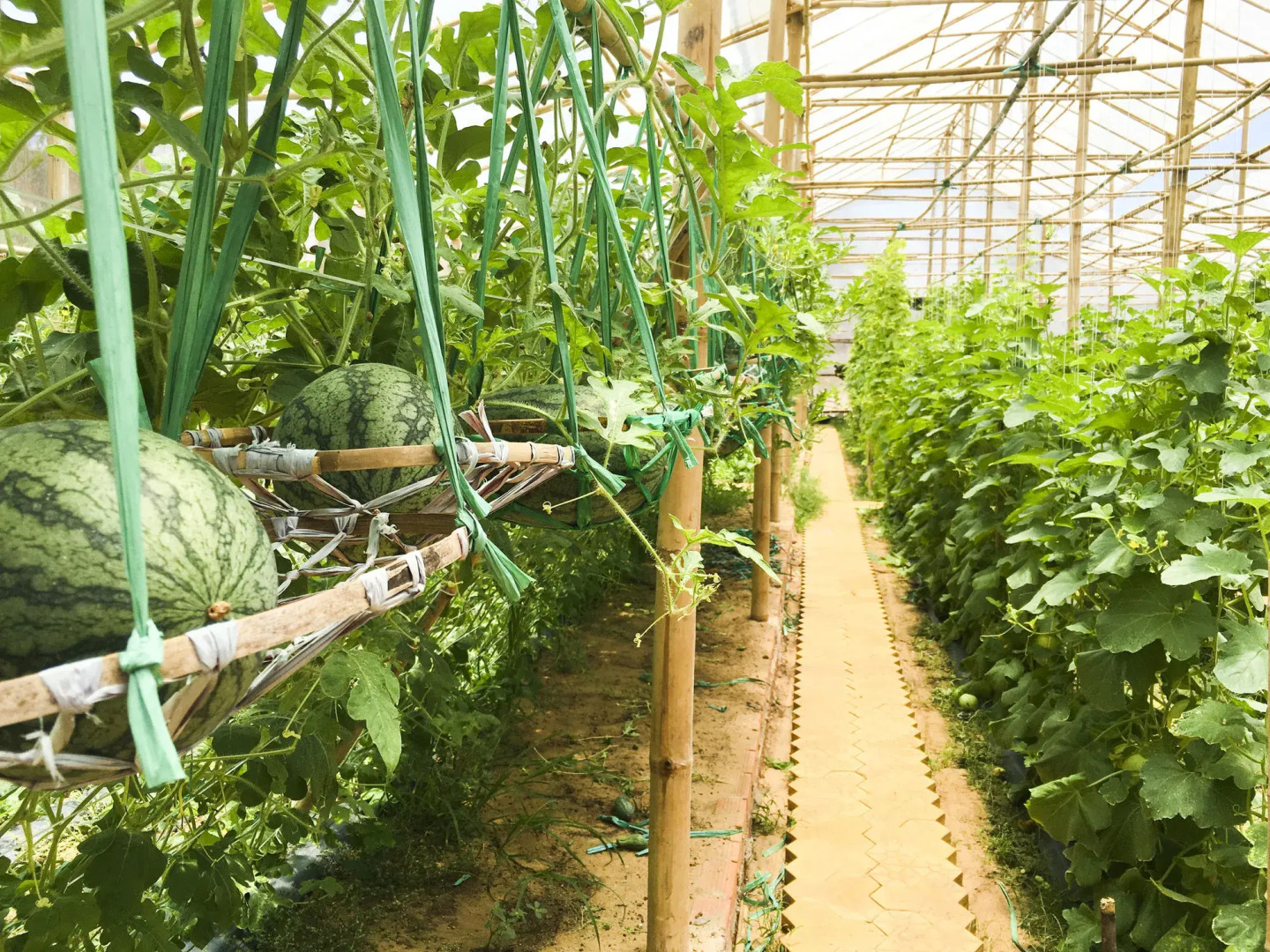 Carmelina Beach Resort