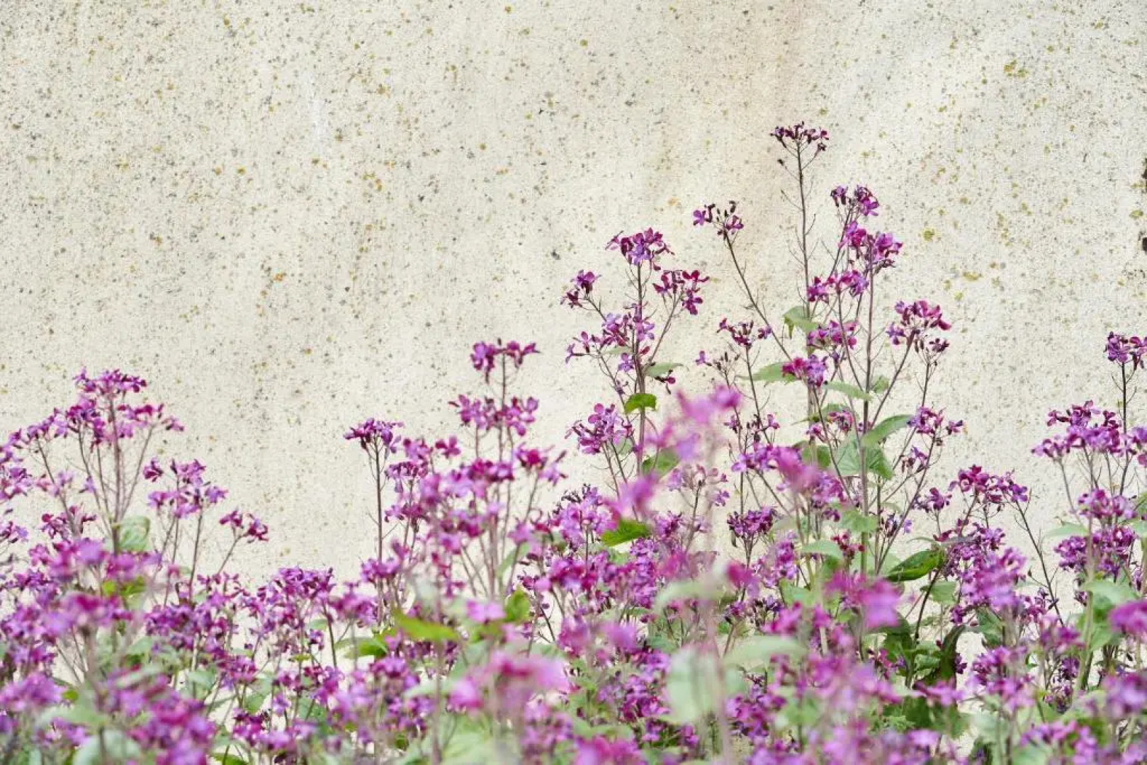 The Cottages at Launceston Farm