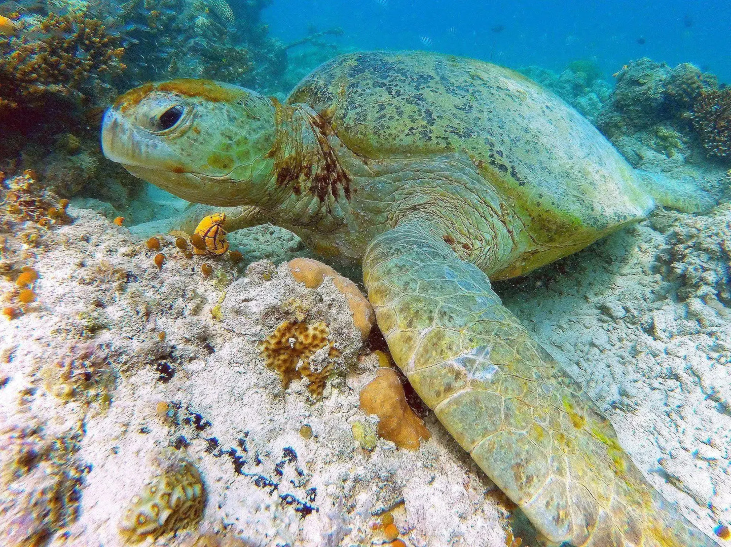 Scuba Tiger Semporna Holiday Resort