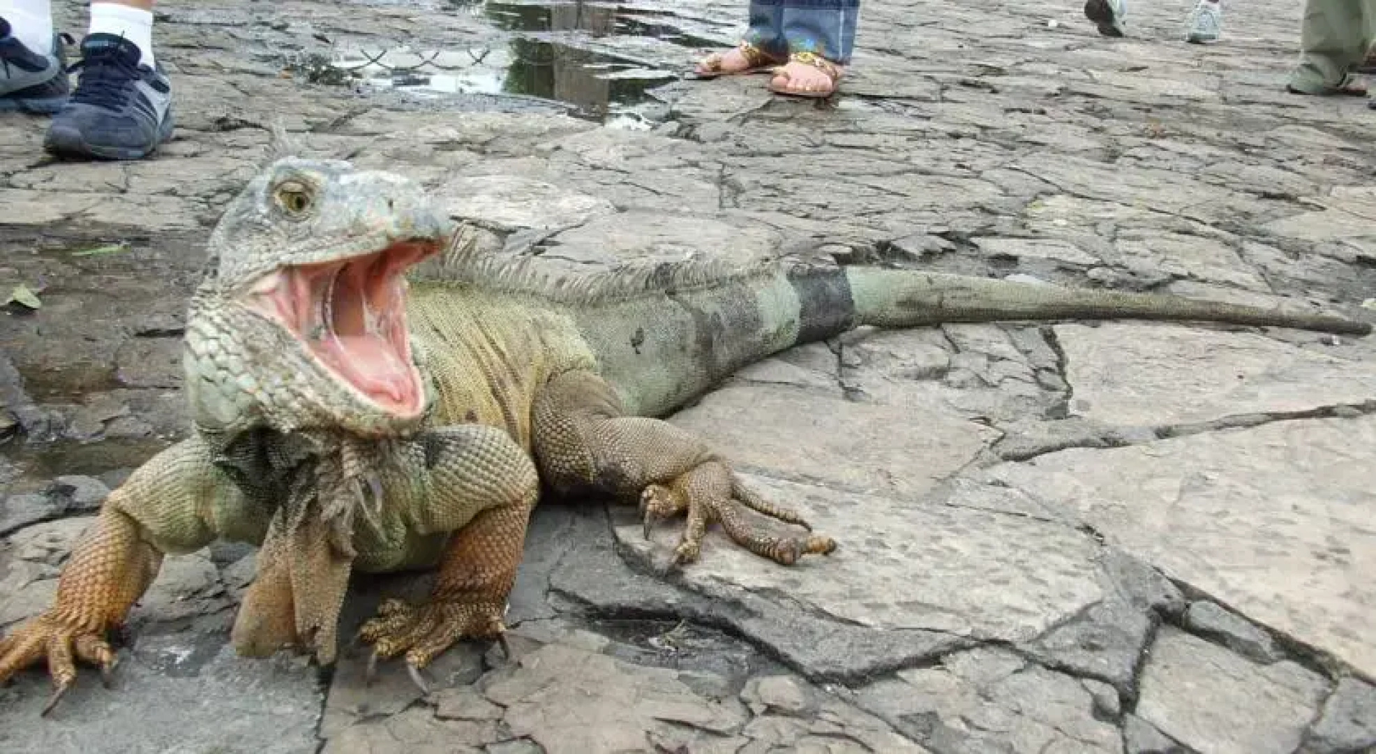 Suite amoblada en Condominio Riverfront II