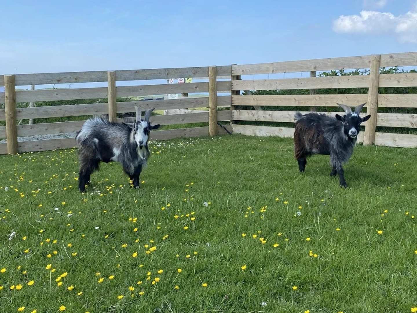 Swift Vogue Edition Caravan