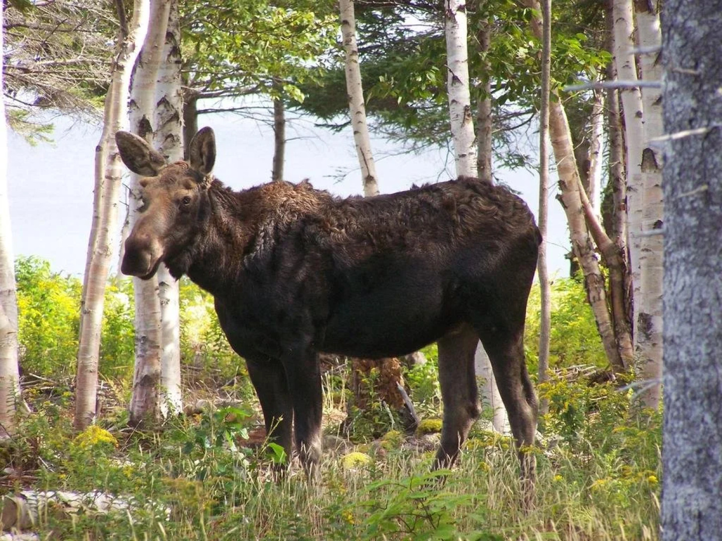 The Dancing Moose Cafe