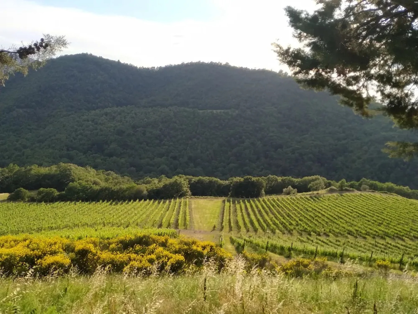 Agriturismo Borgo Macereto