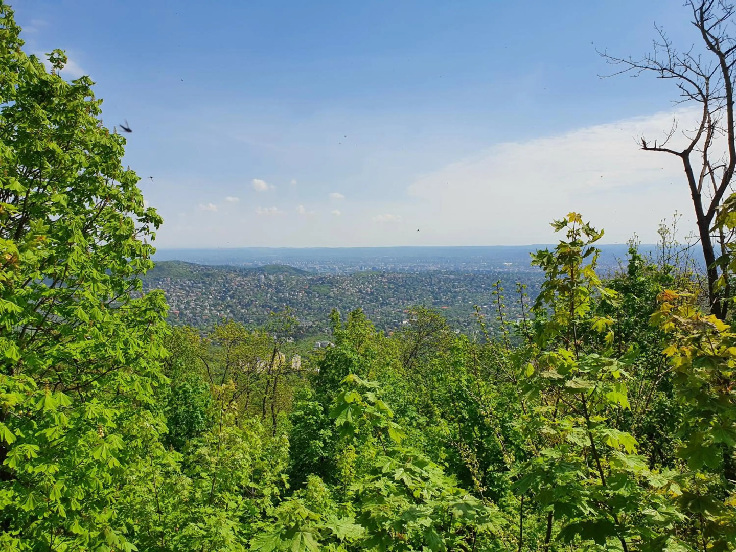 Zöld Relax Apartments