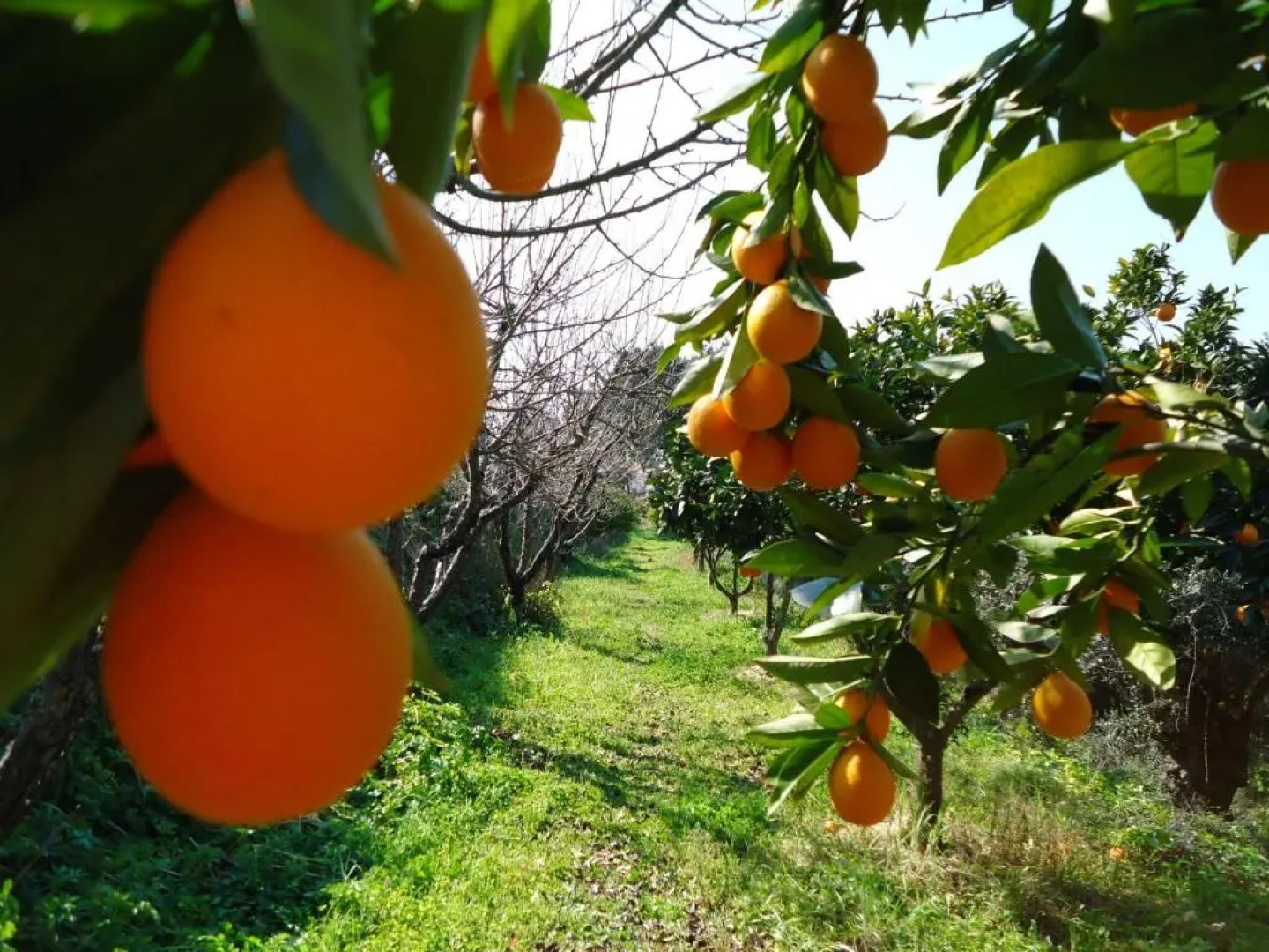 Montes de Charme (AL 6288)