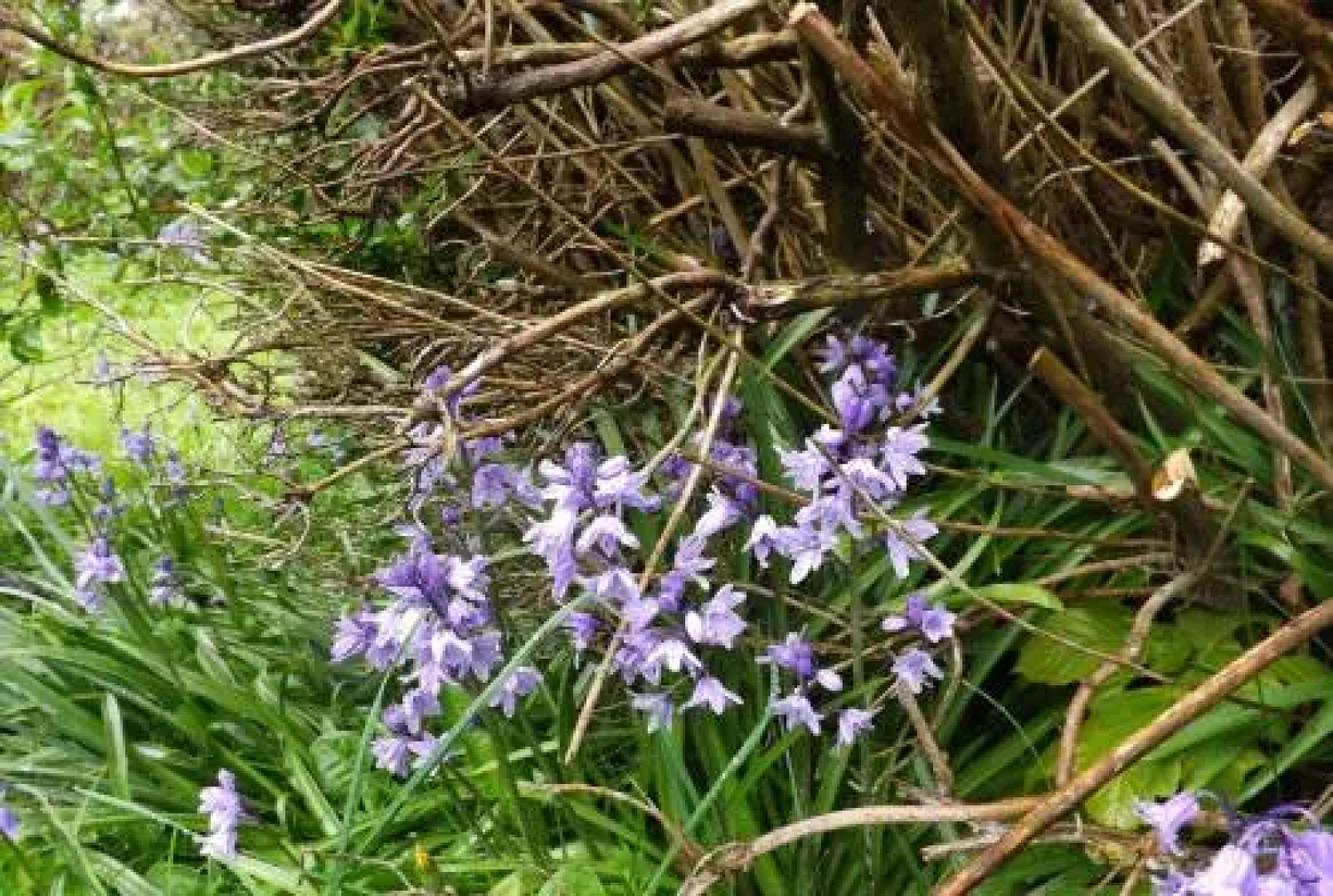 The Village Way Apartments