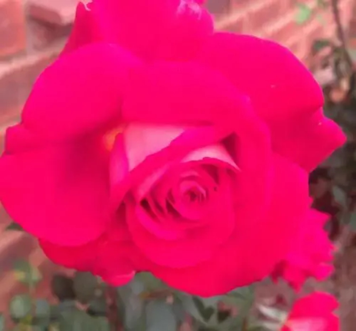 Willowbrooke Cottage