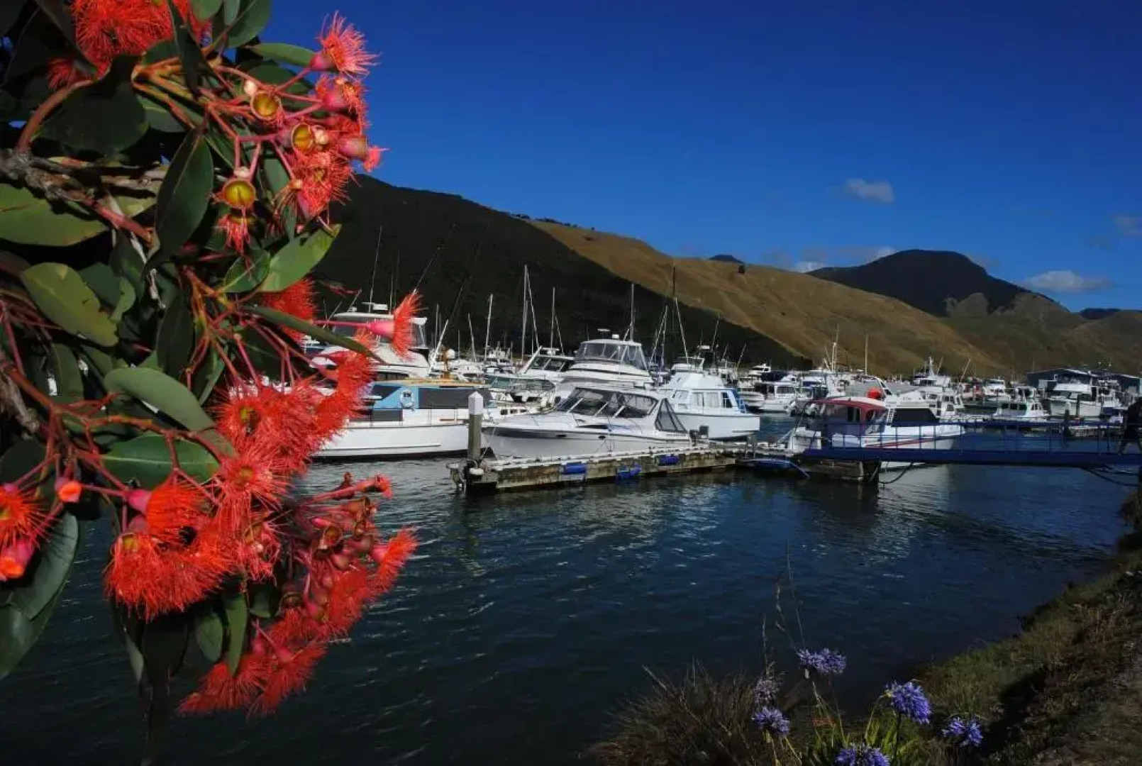 Bluemoon Lodge - Hostel