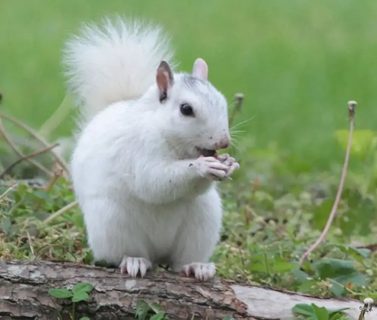 Rejuvenate in the Mtns w Sauna 5 min Drive to DT