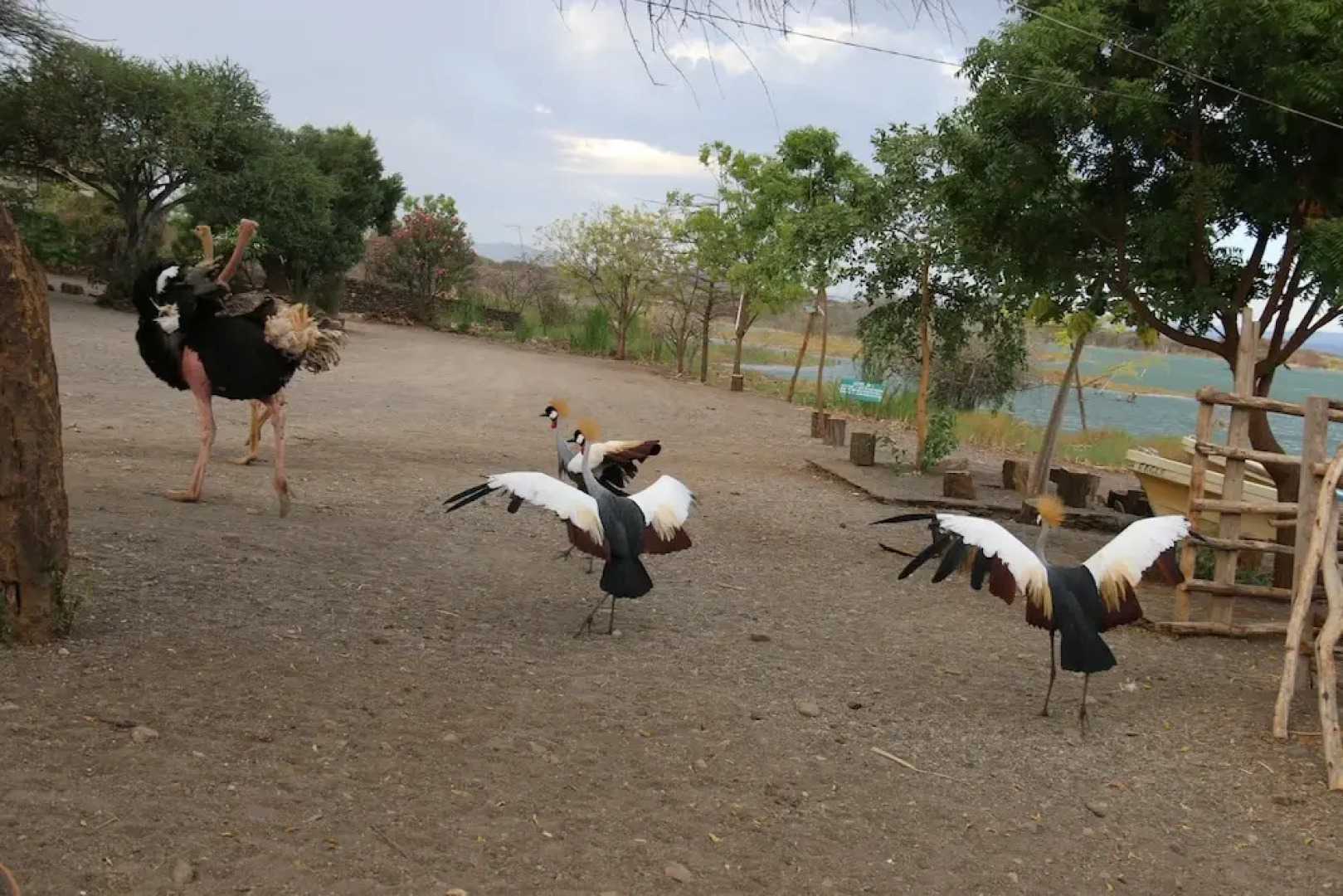Soi Safari Lodge - Lake Baringo