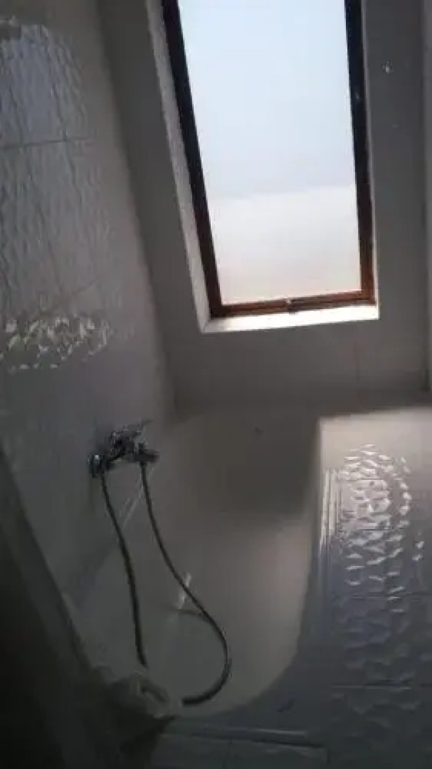 Pingüino En La Roca Cabañas