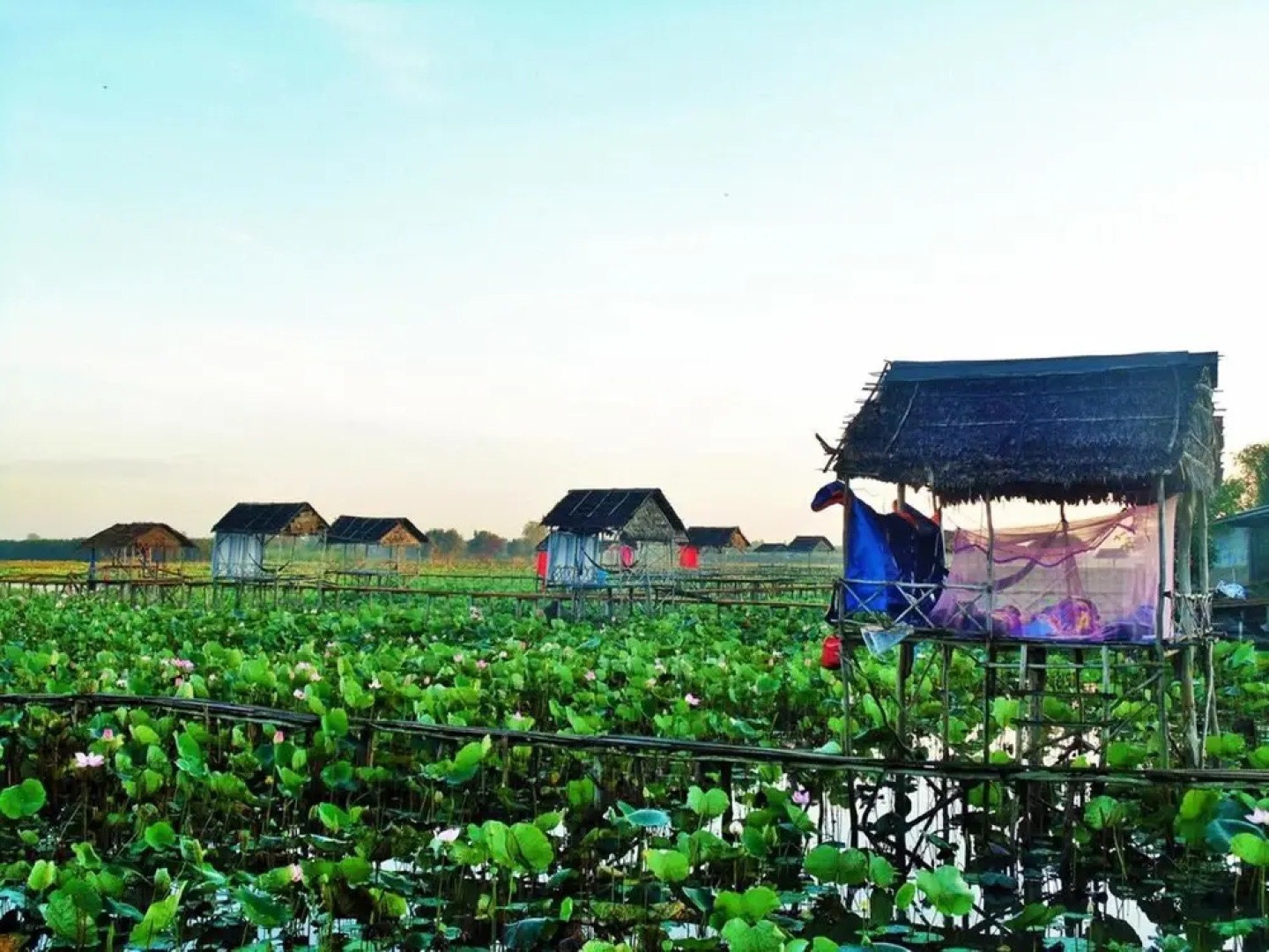 Hai Lua Homestay (Lotus Lake Homestay)