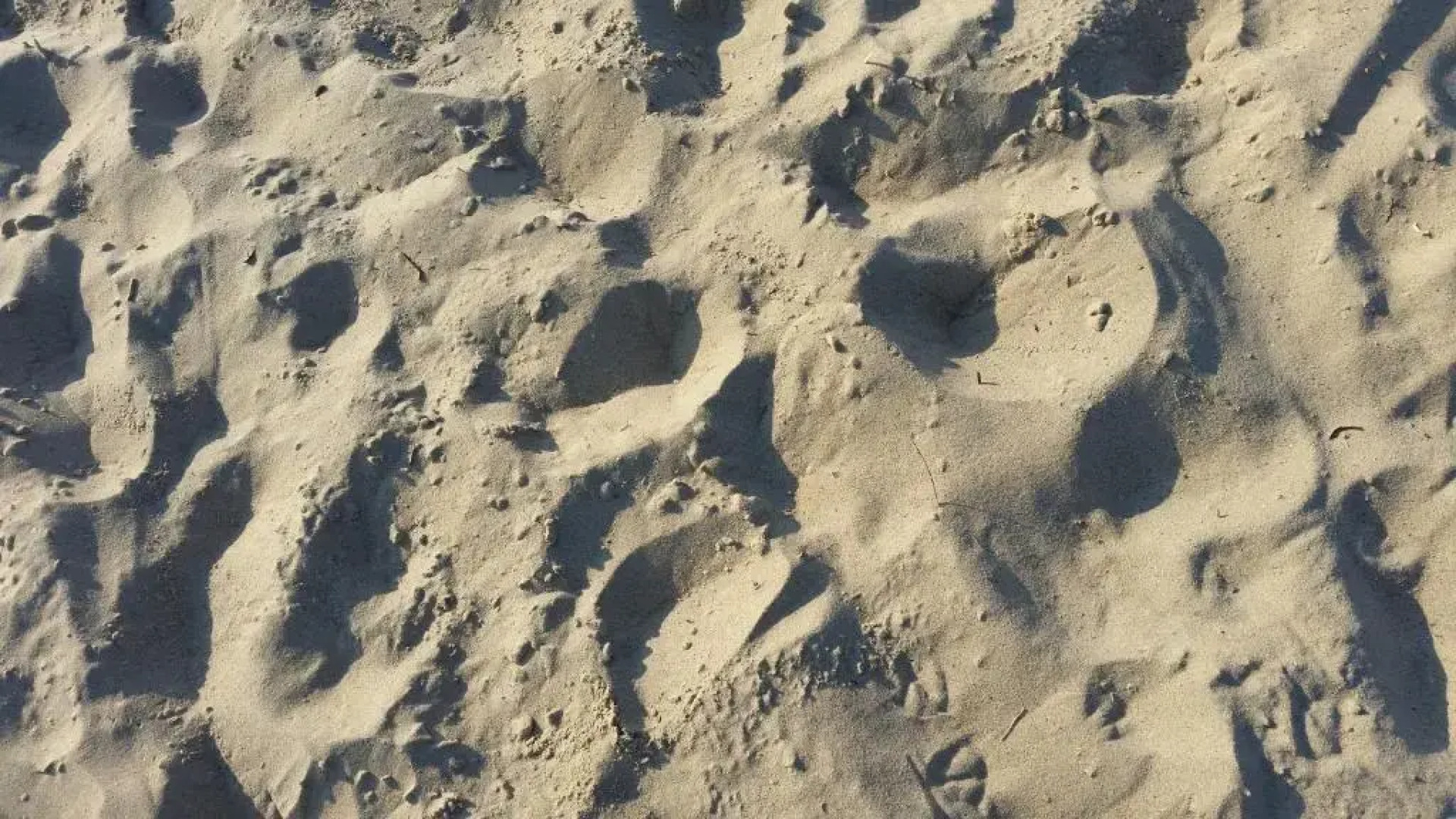 DUINZICHT 8 Bed by the Sea