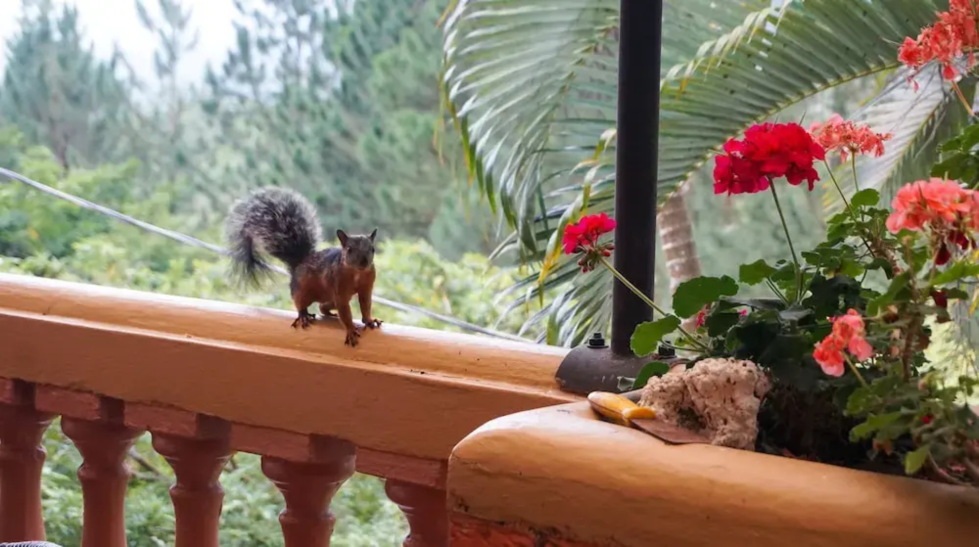 Cabañas La Naciente