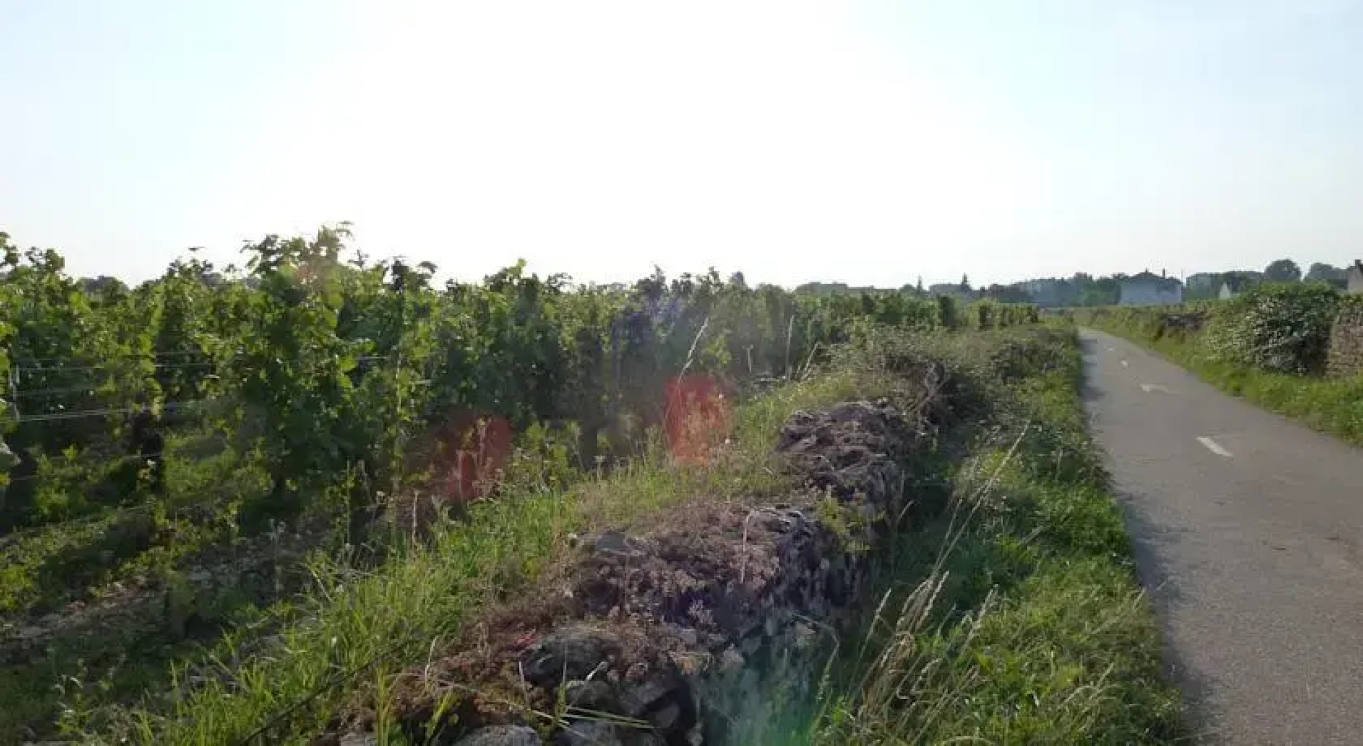 Gîte des Vignes