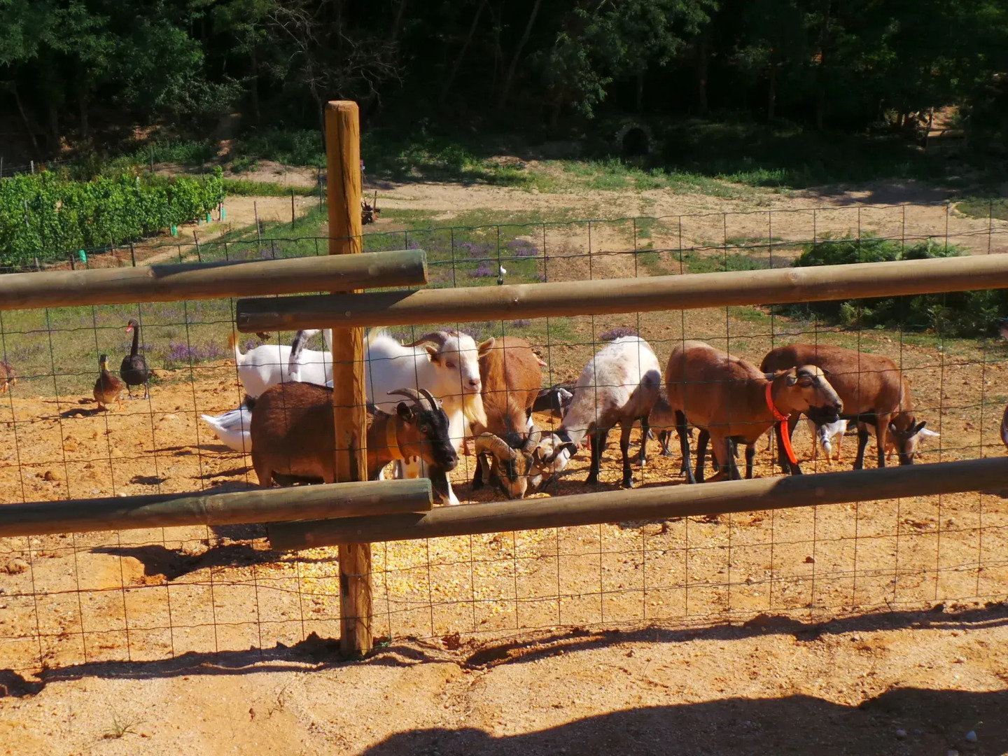 Renovated Dovecot With Pool, in the Vineyards Near Bordeaux