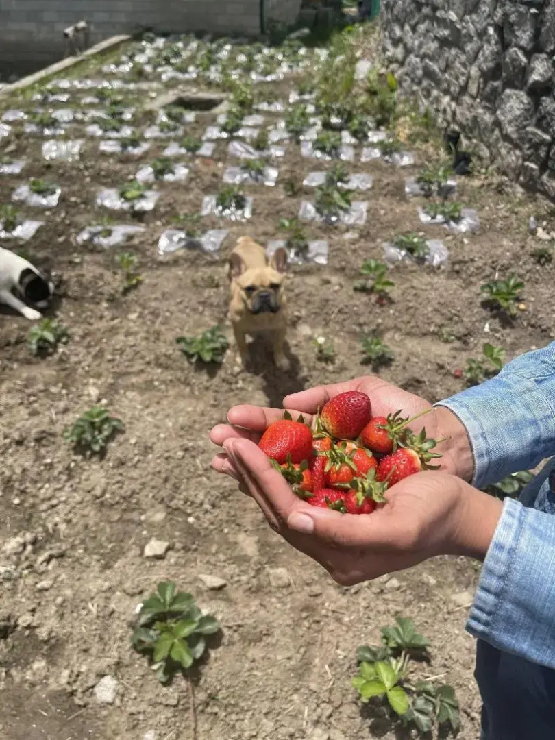 Storii By ITC Hotels Urvashis Retreat Manali