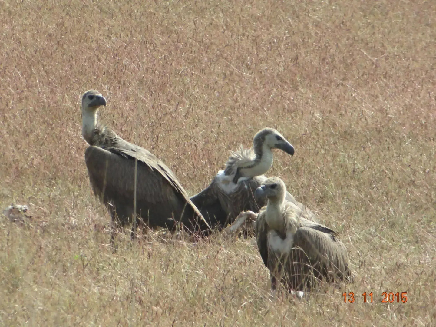 Windsor Tiger Resort