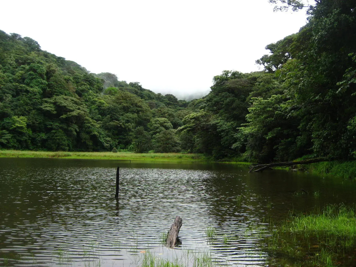 Heliconias Lodge and Rainforest