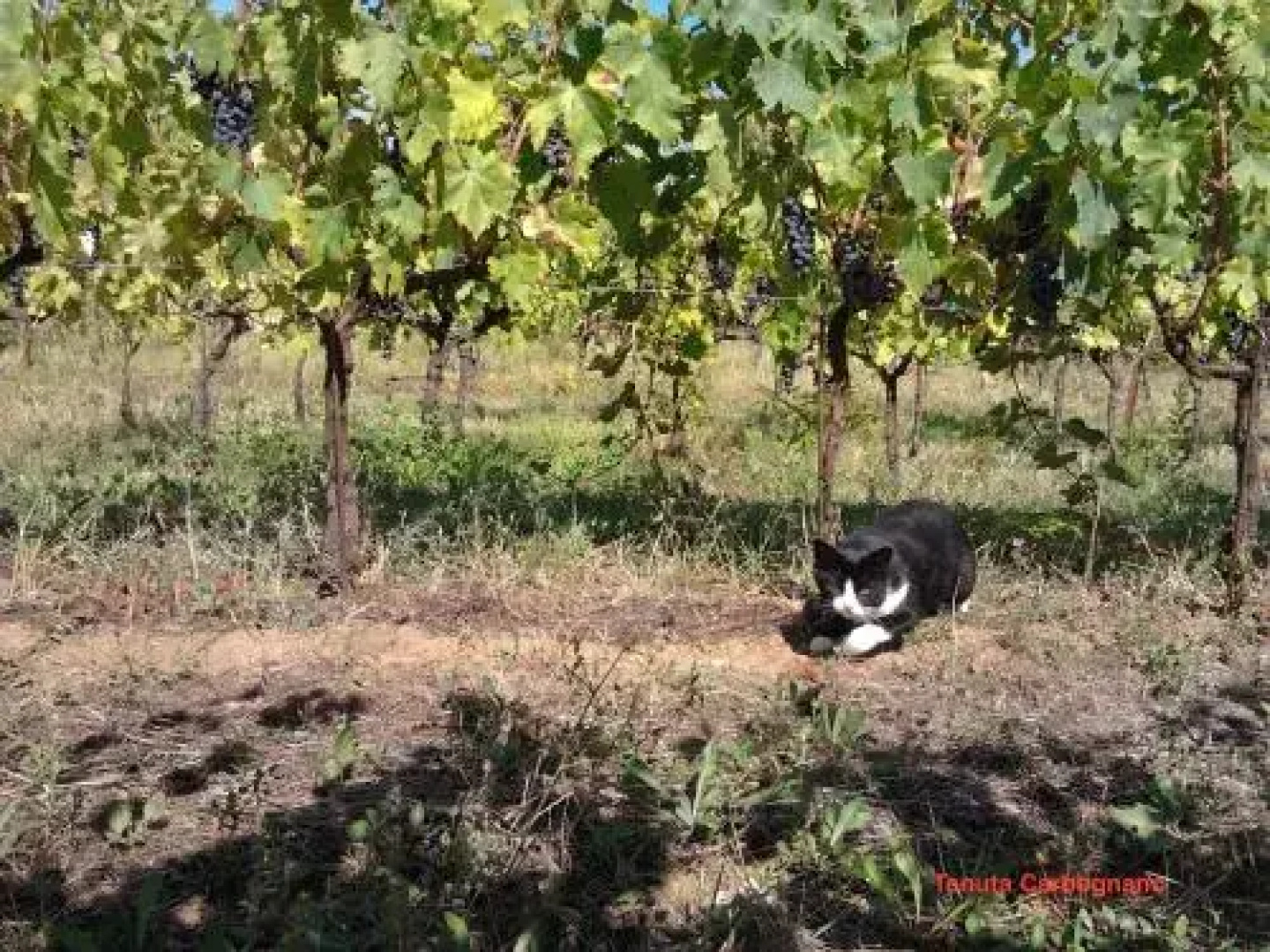 Tenuta Carbognano