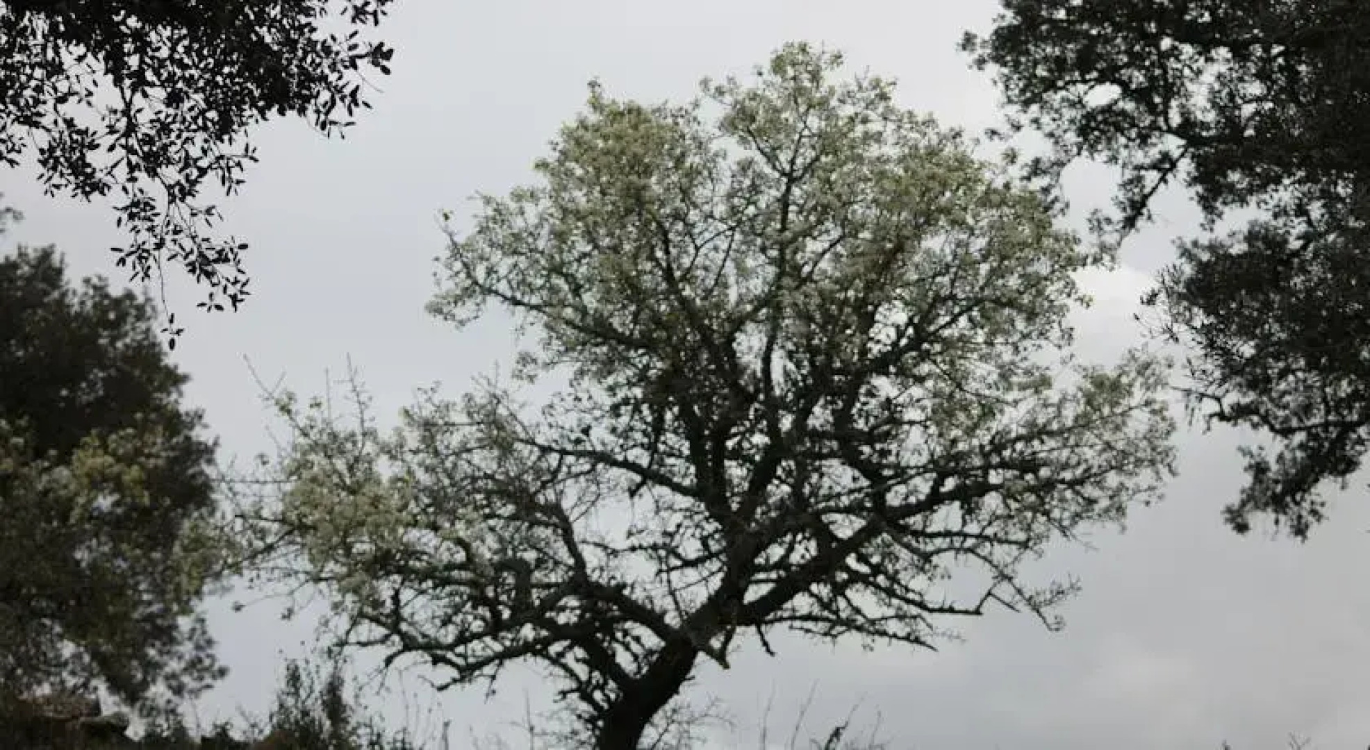 Monte Aguentinha Do Campo