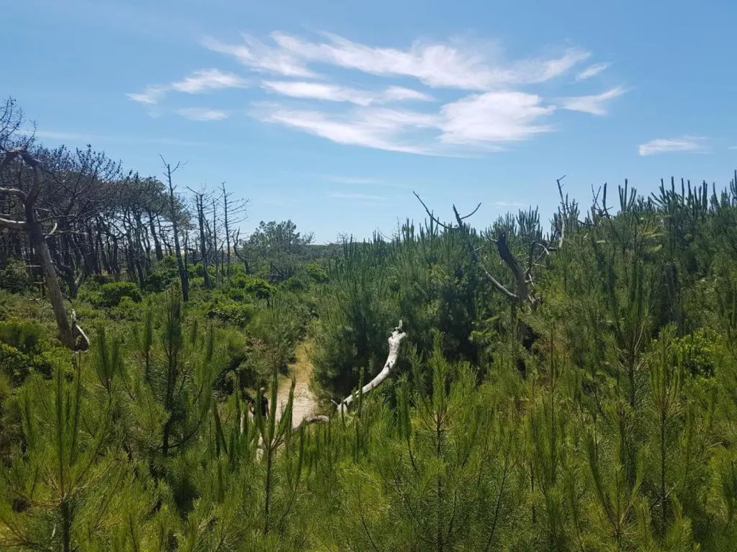 La Pinede Oceane,400m Des Plages