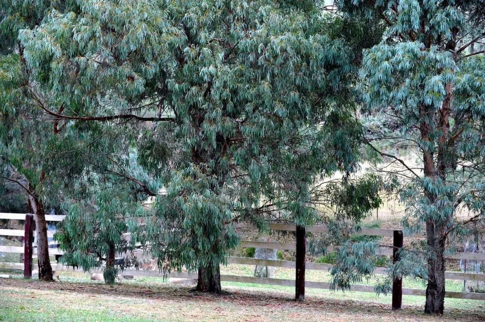 Peppermint Springs Retreat and Day Spa