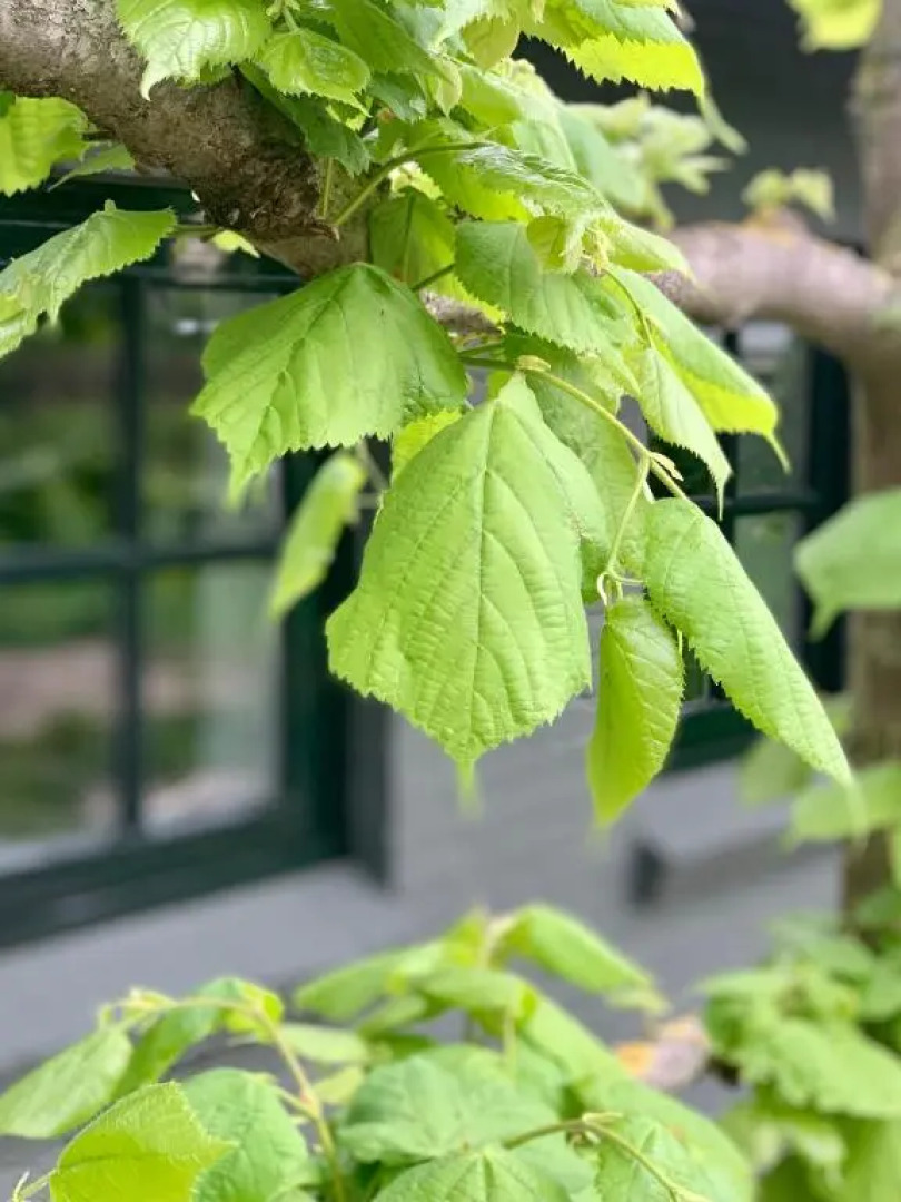 The Green House Lodge