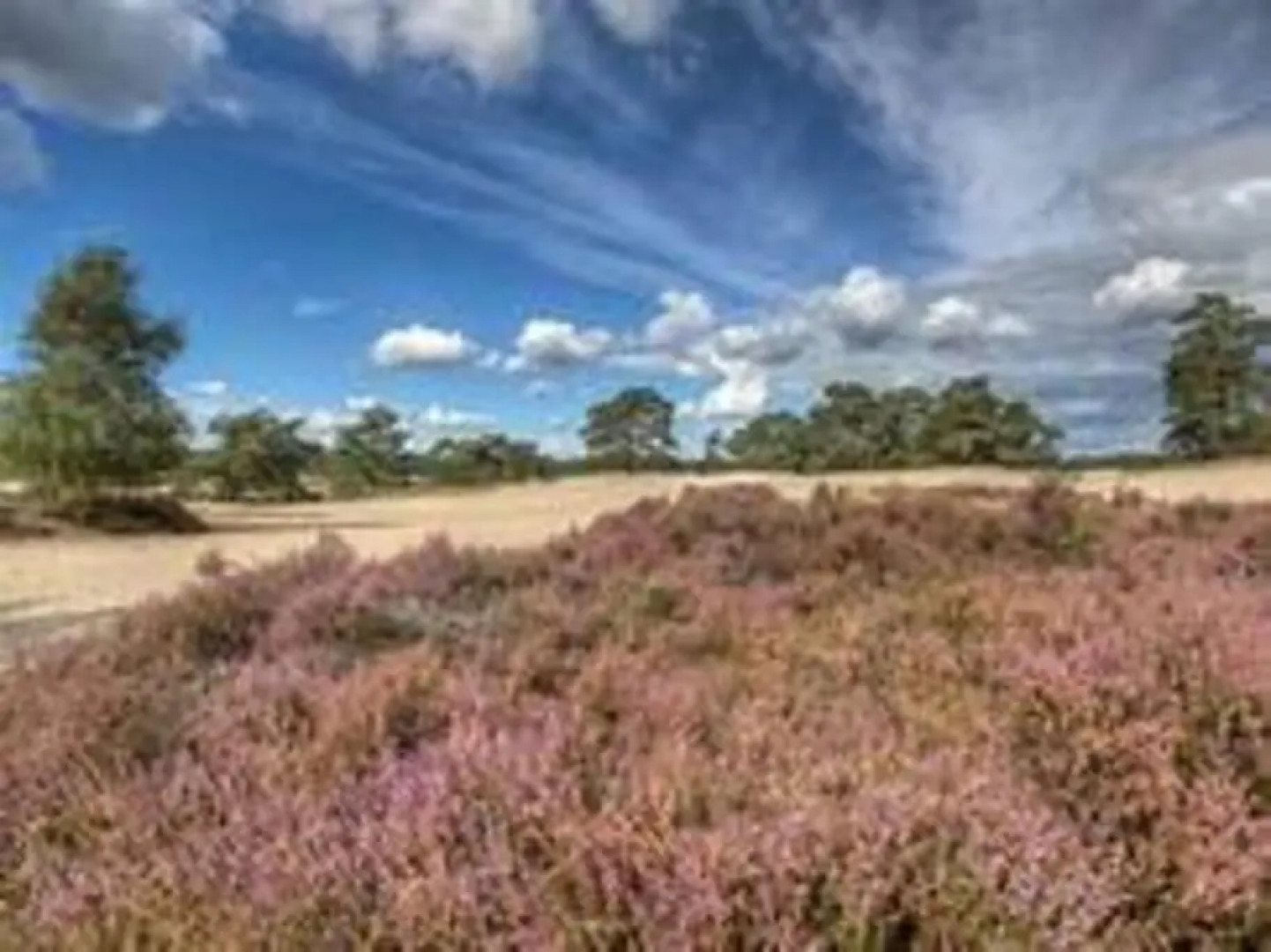 Duinhoek: Luxe studio, prachtig en rustig gelegen